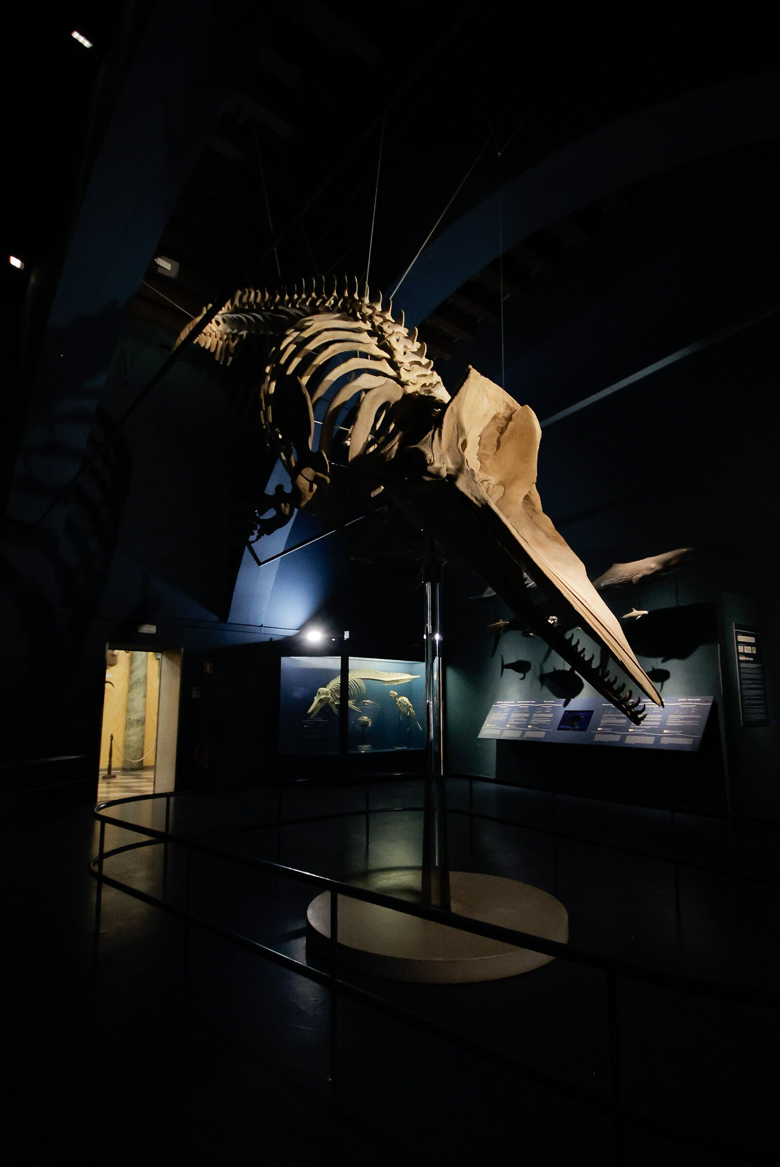 It was a sperm whale