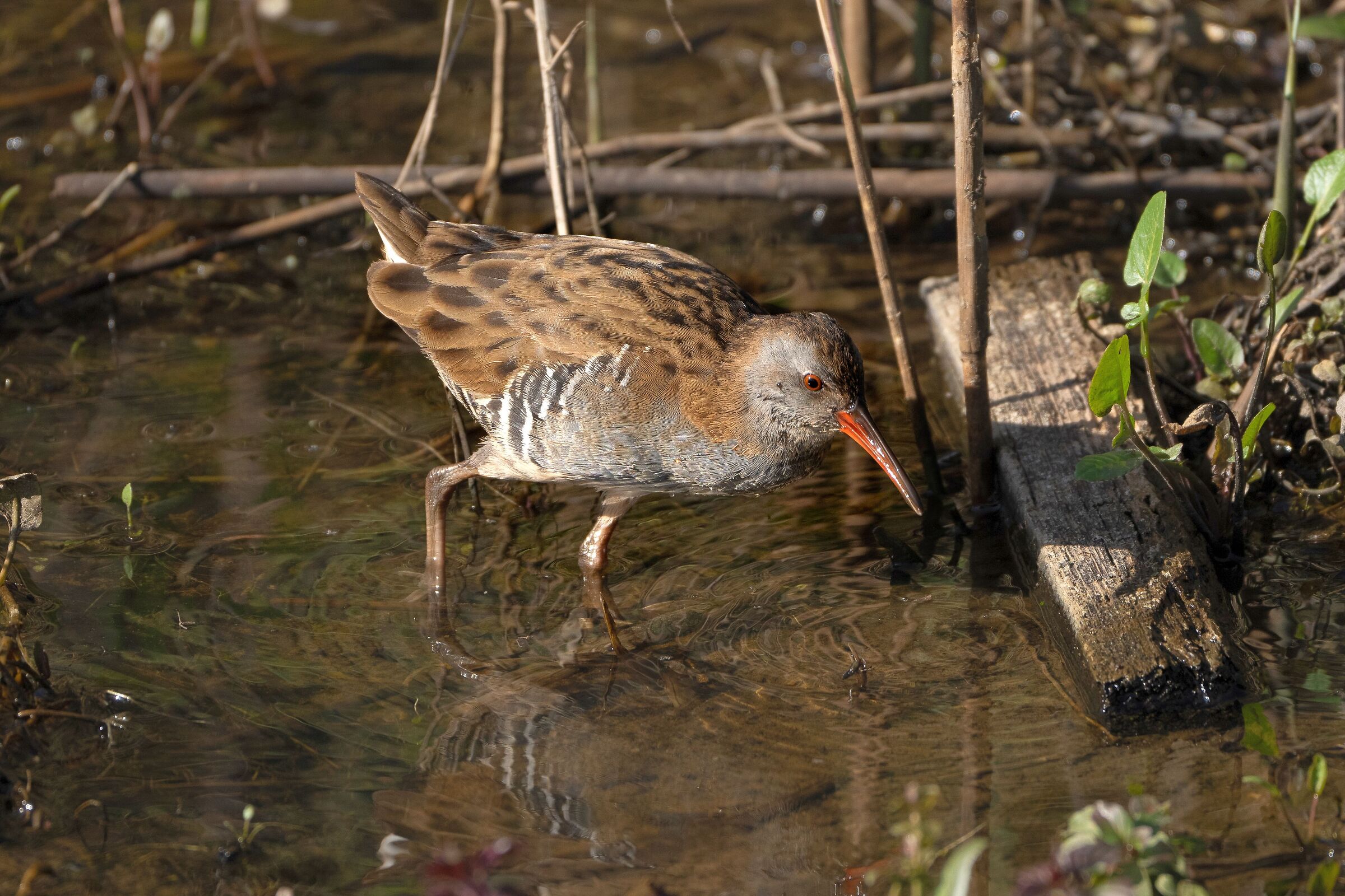 Porciglione (Rallus aquaticus)