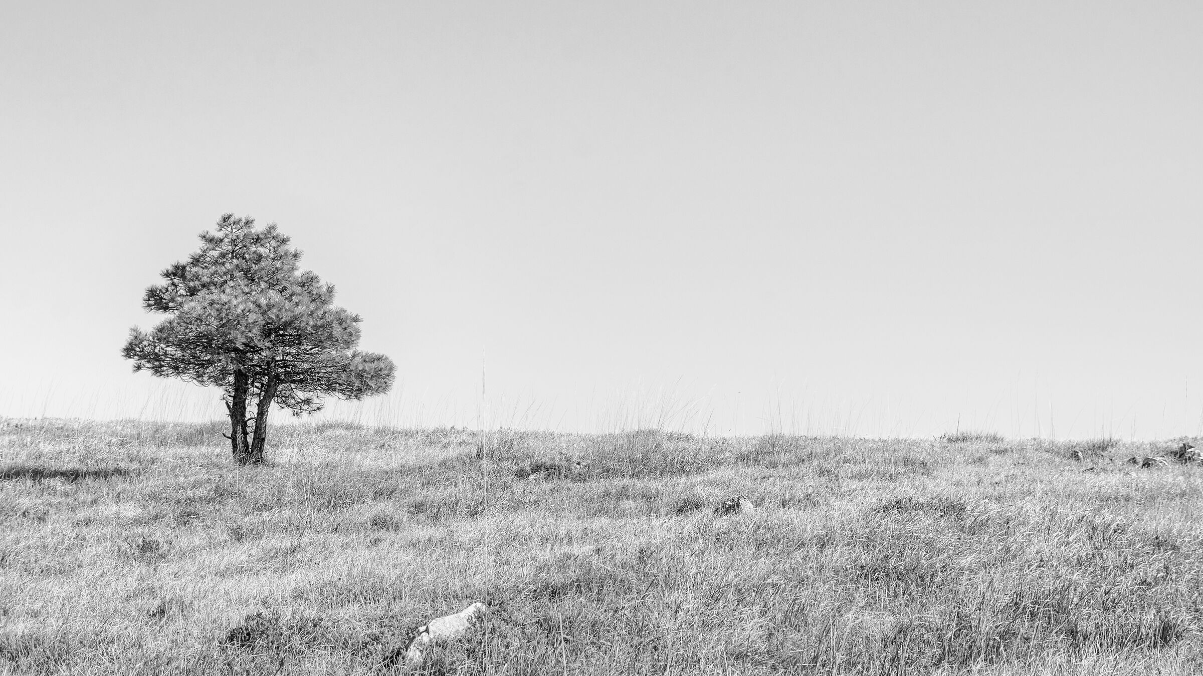 The solitary tree