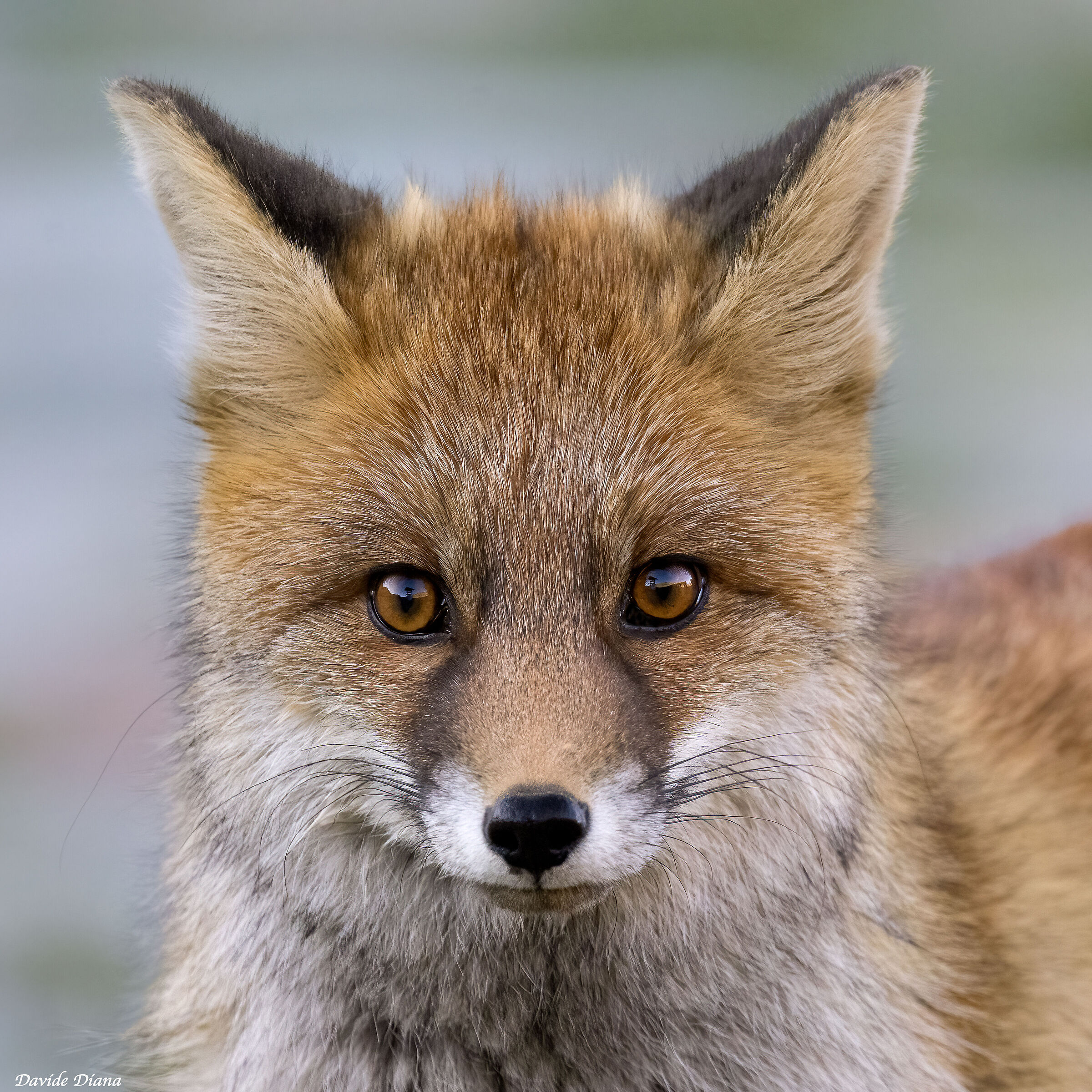 Red Fox