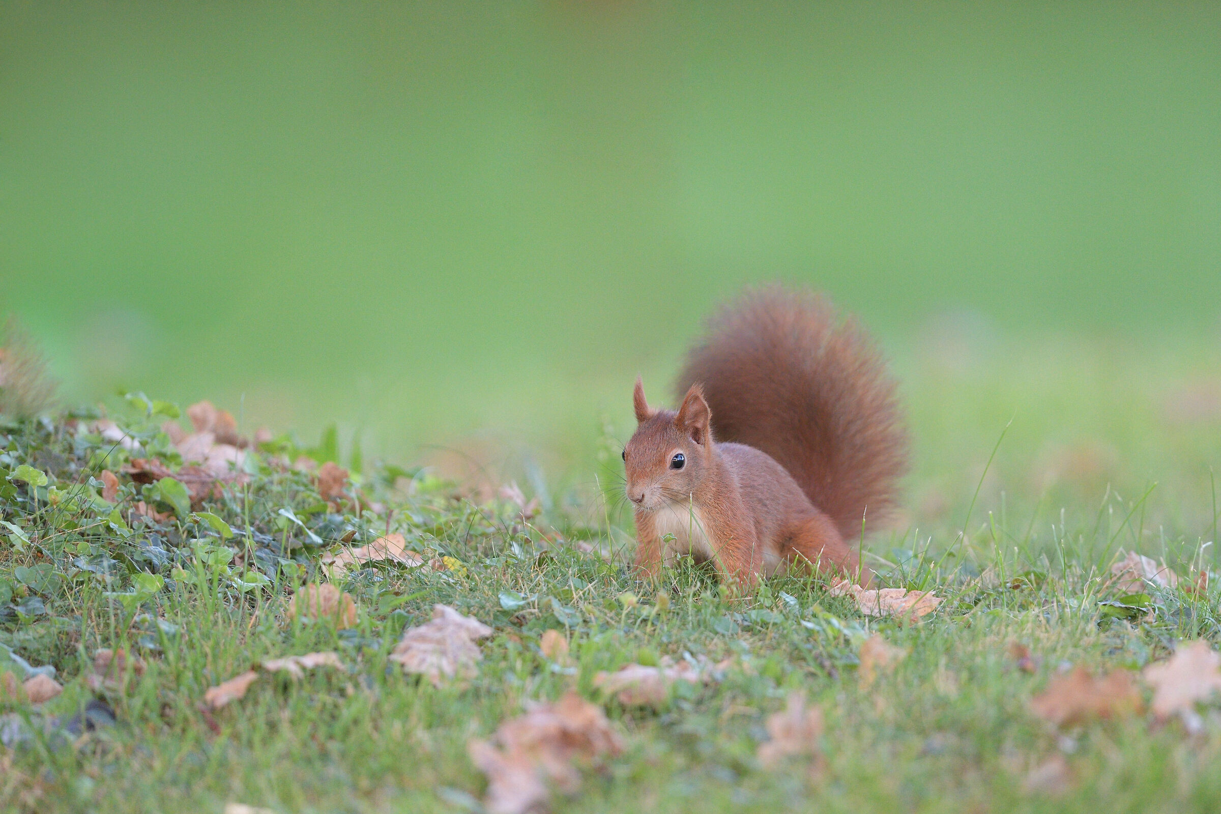 red squirrel