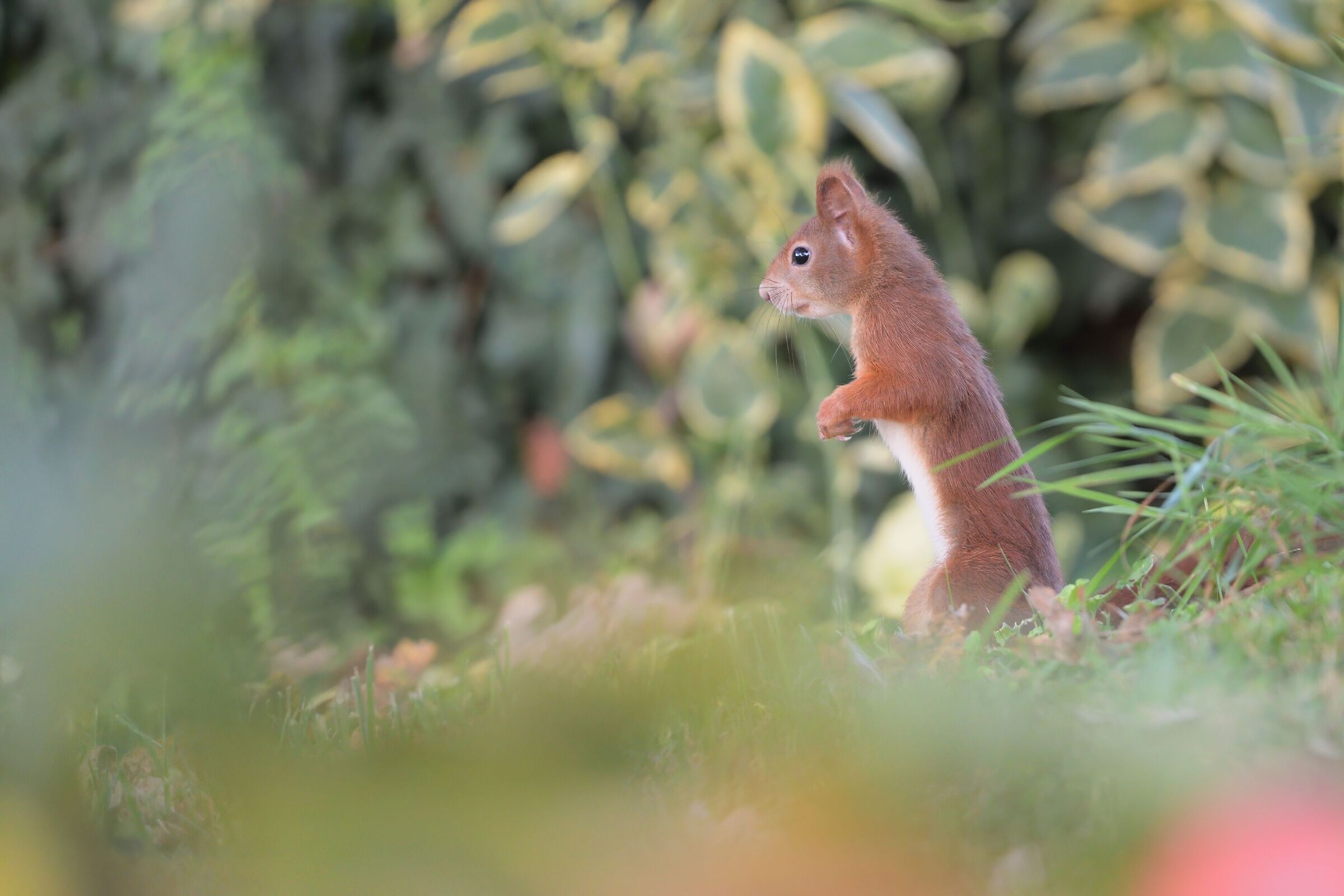 red squirrel