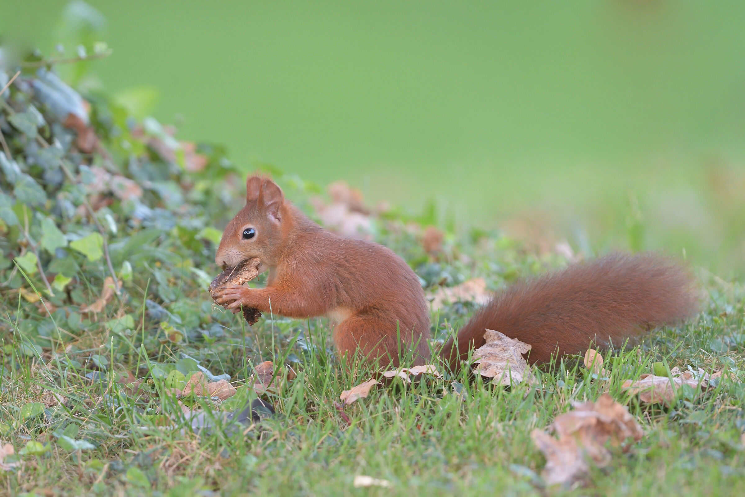 squirrel fungaiolo (is Treviso?)