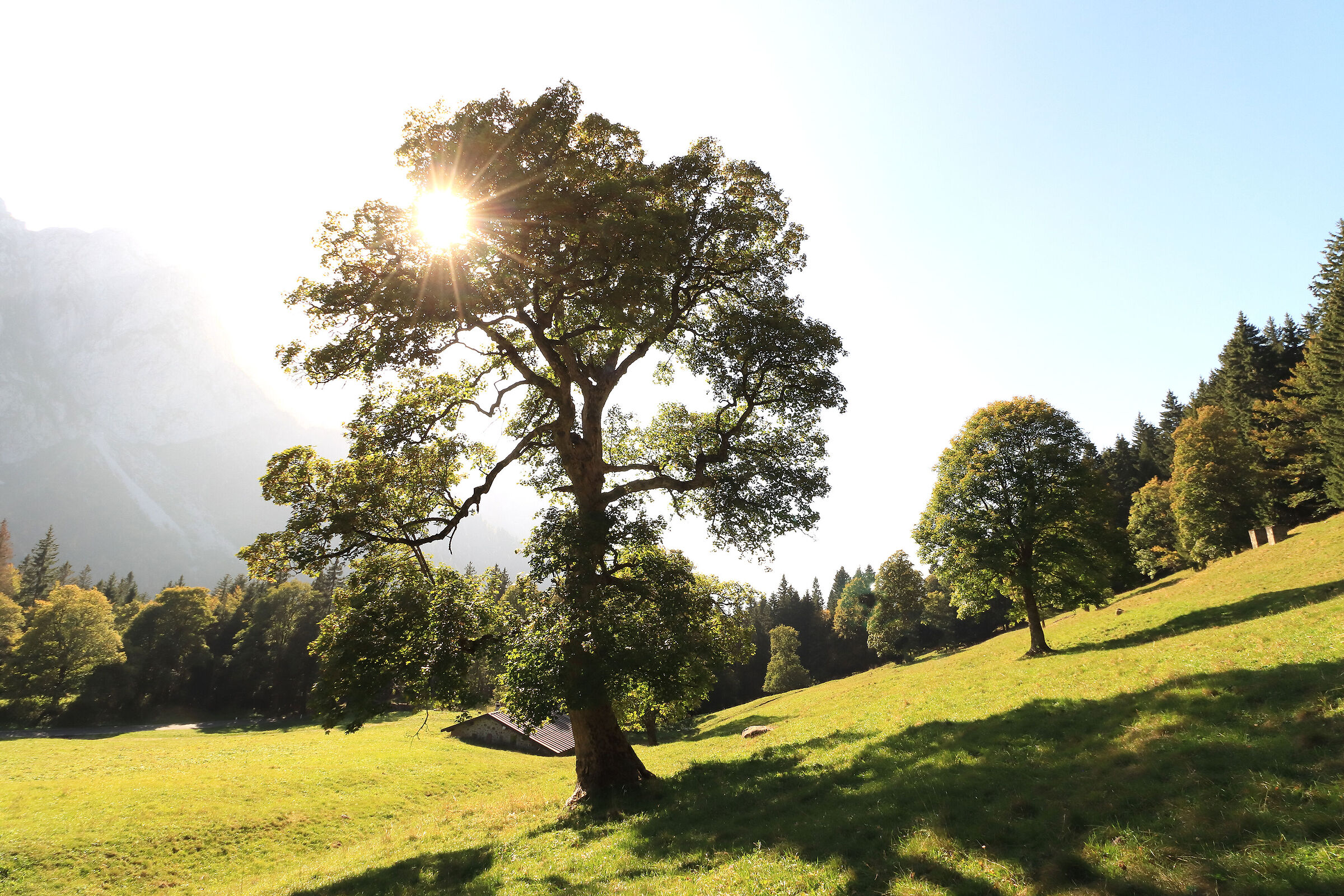 centuries-old maple of Campelli