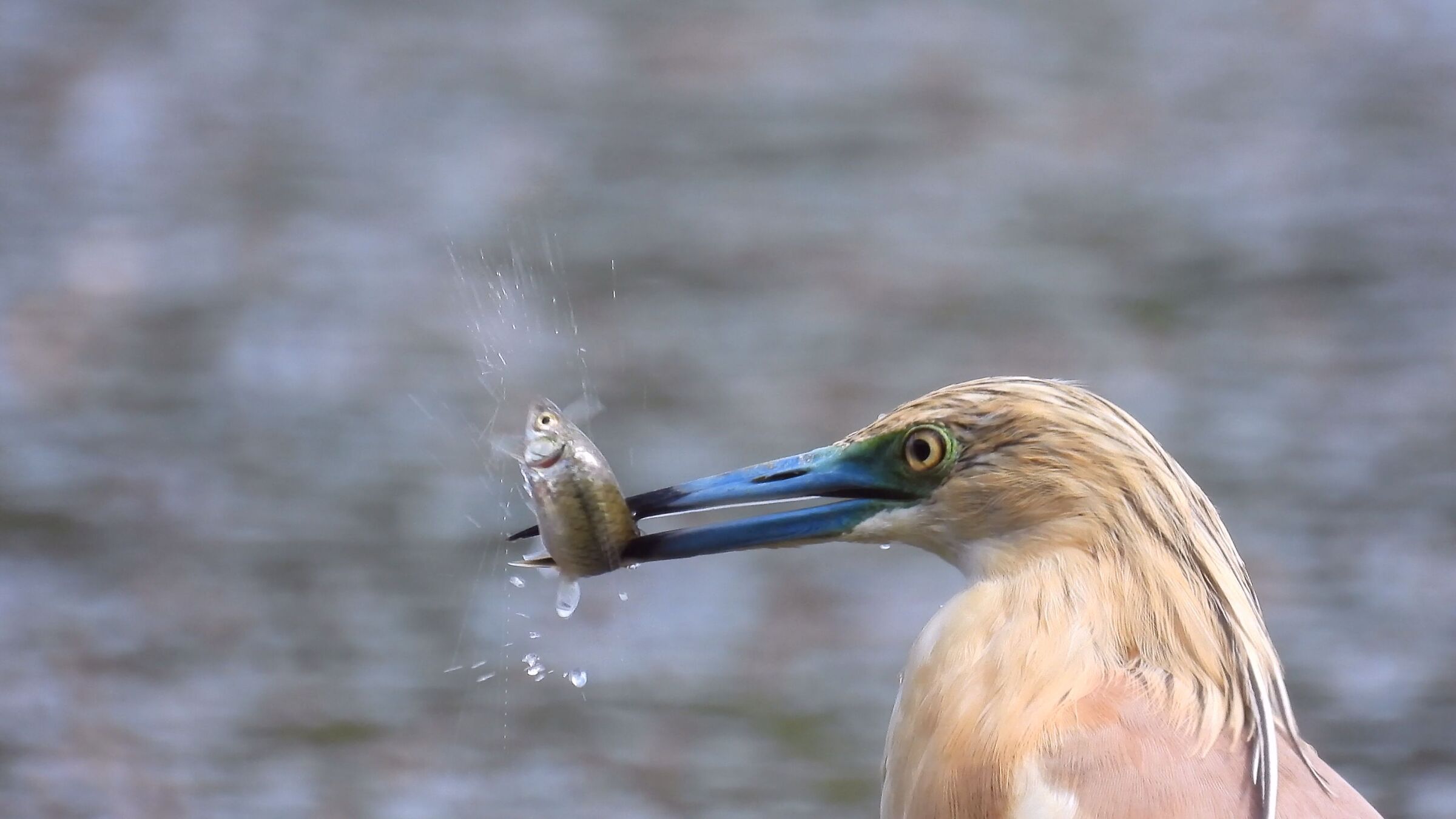 Squacco gauze with fish