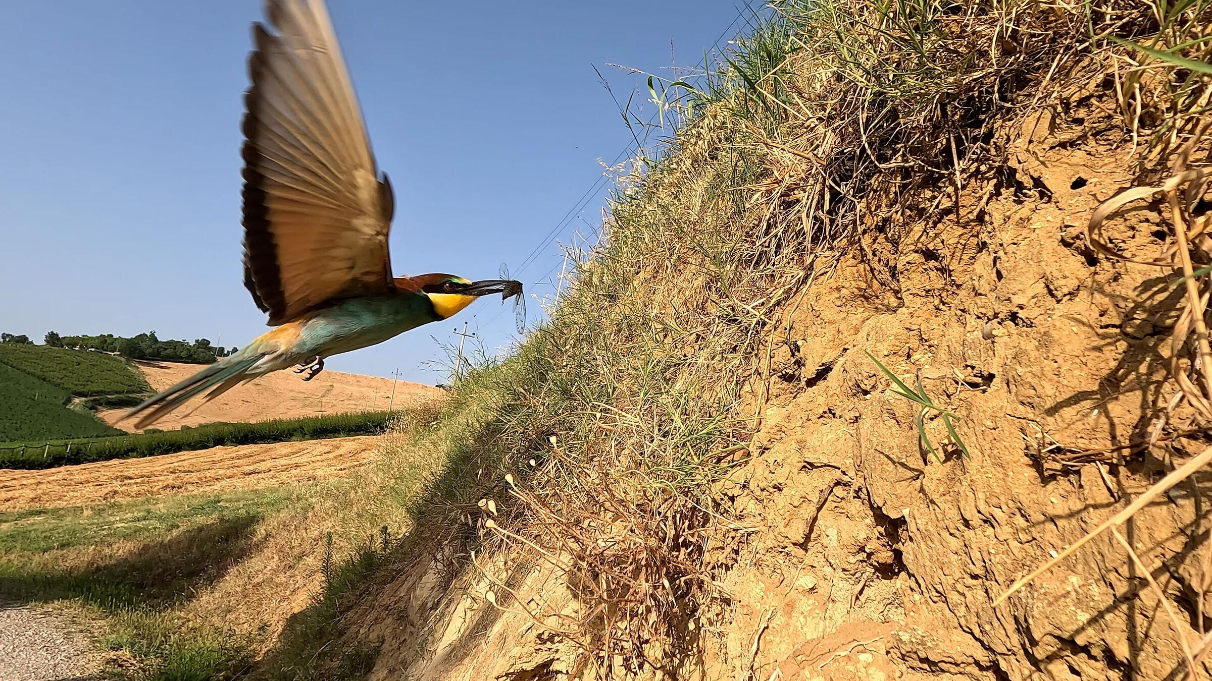 Bee-eater return to the nest