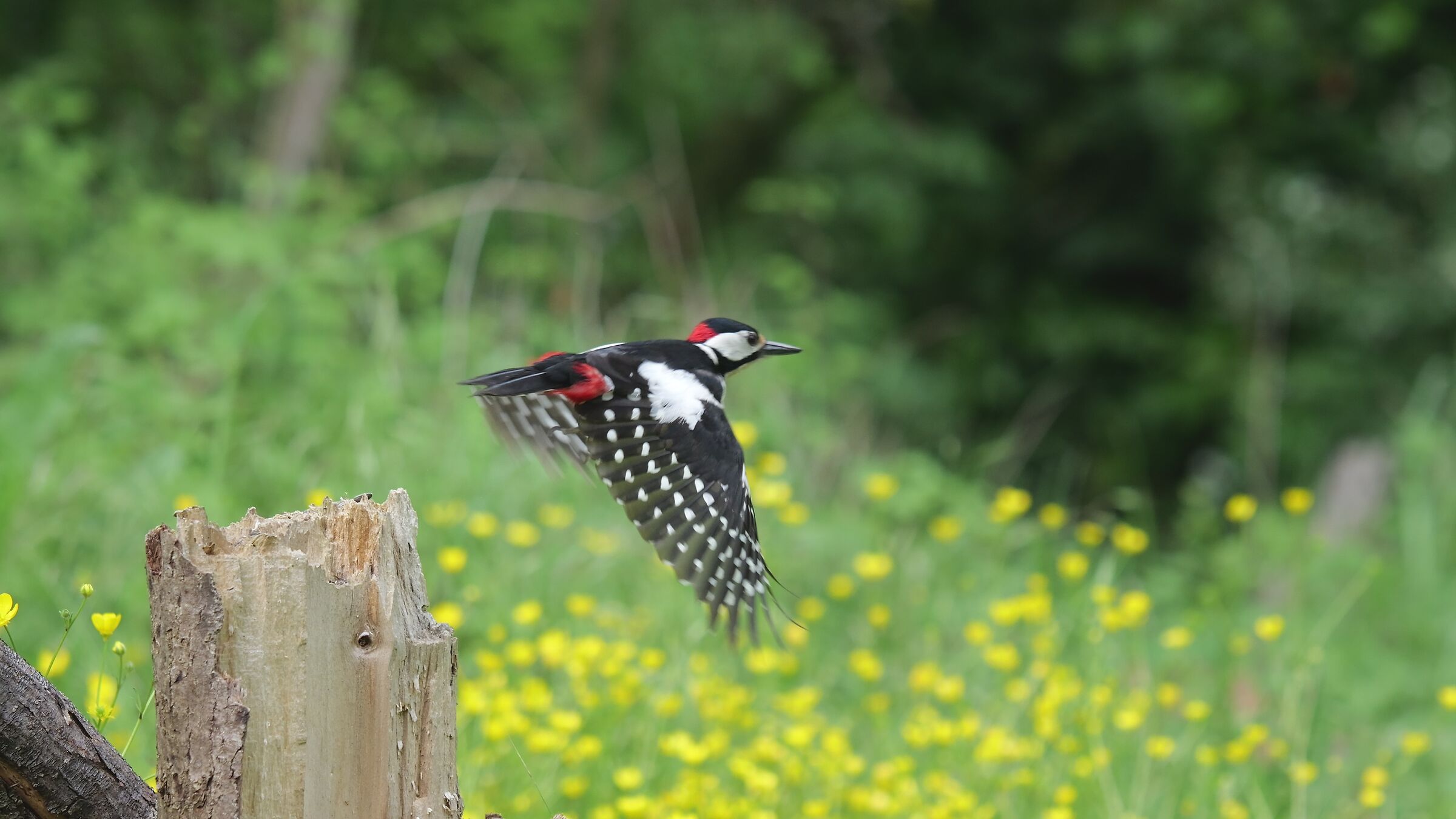 Great spotted woodpecker in flight