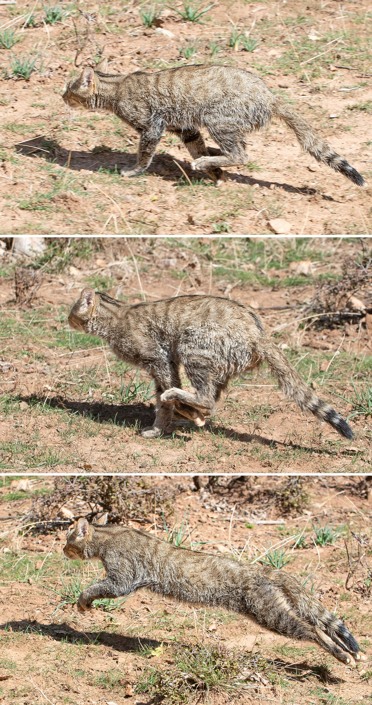 The stages during the wild cat race
