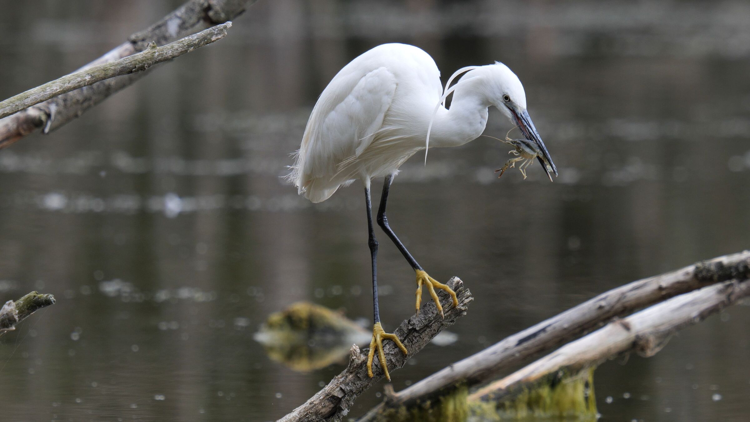 Egret with Louisiana shrimp