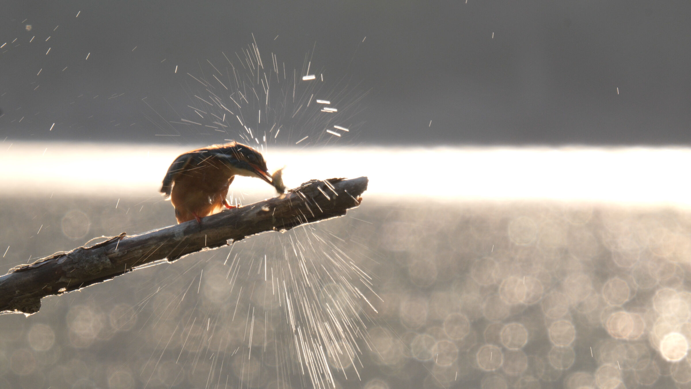 Kingfisher with fish