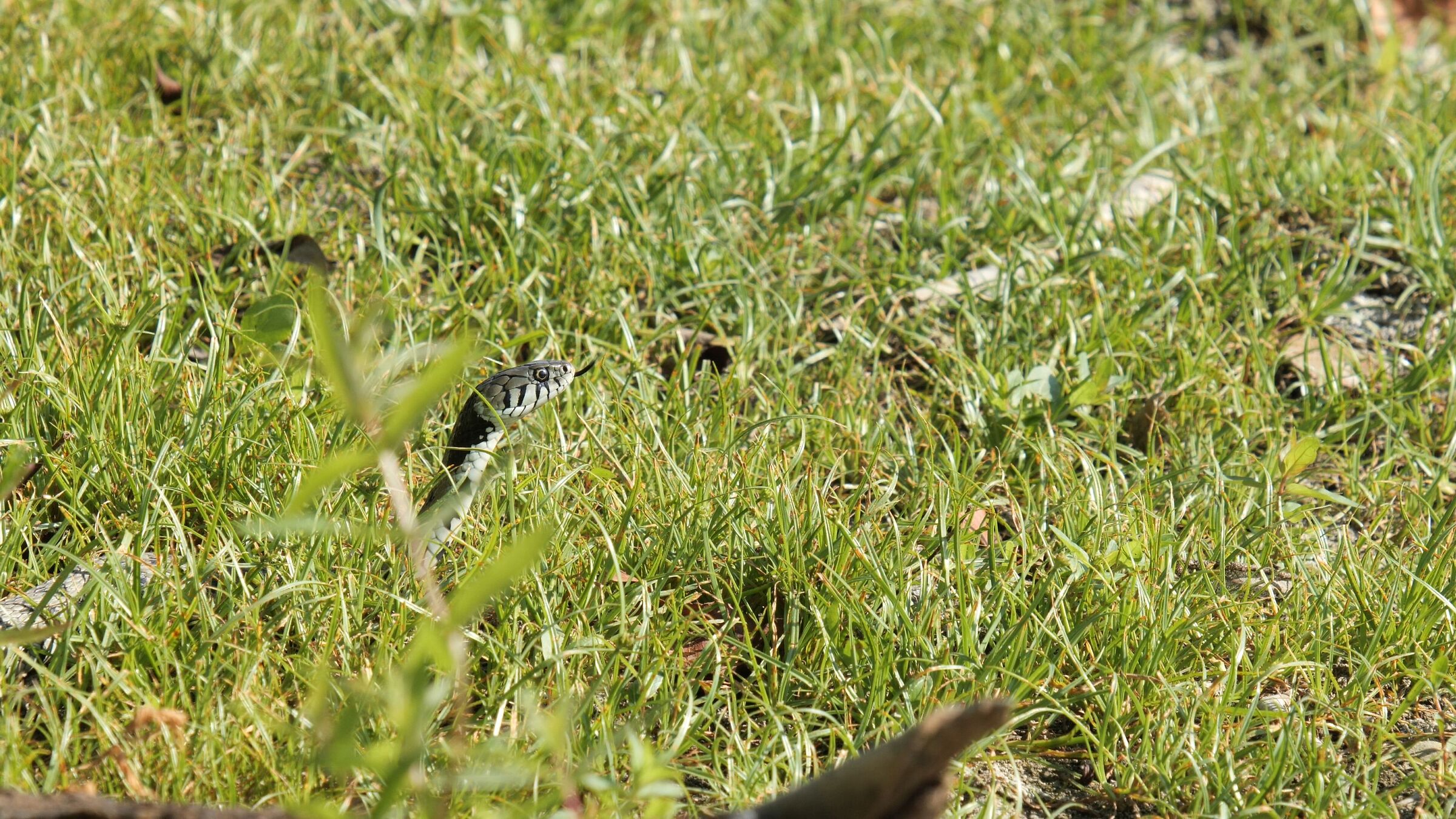 Natrice from the Collar on the hunt