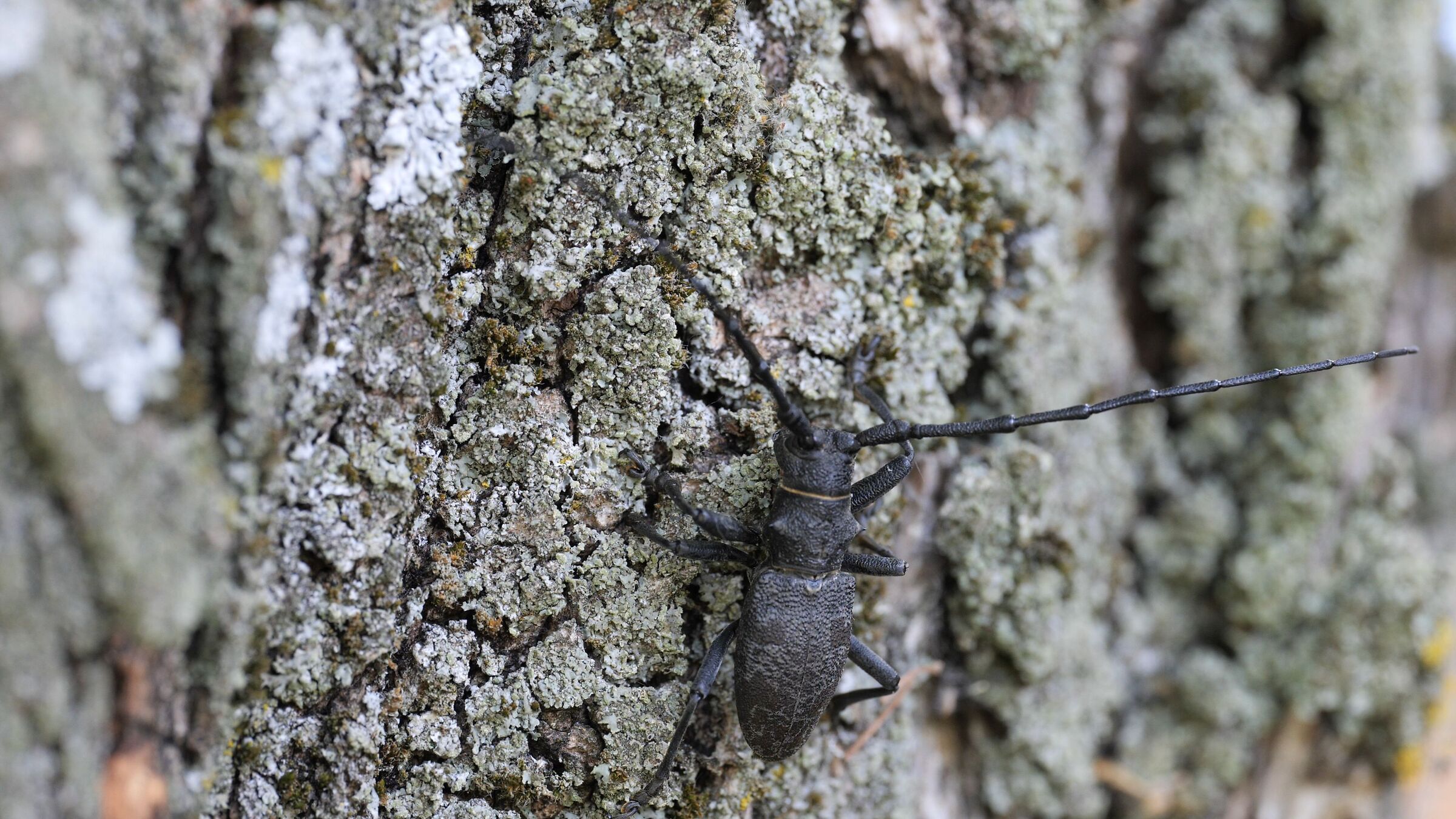 Cerambycid