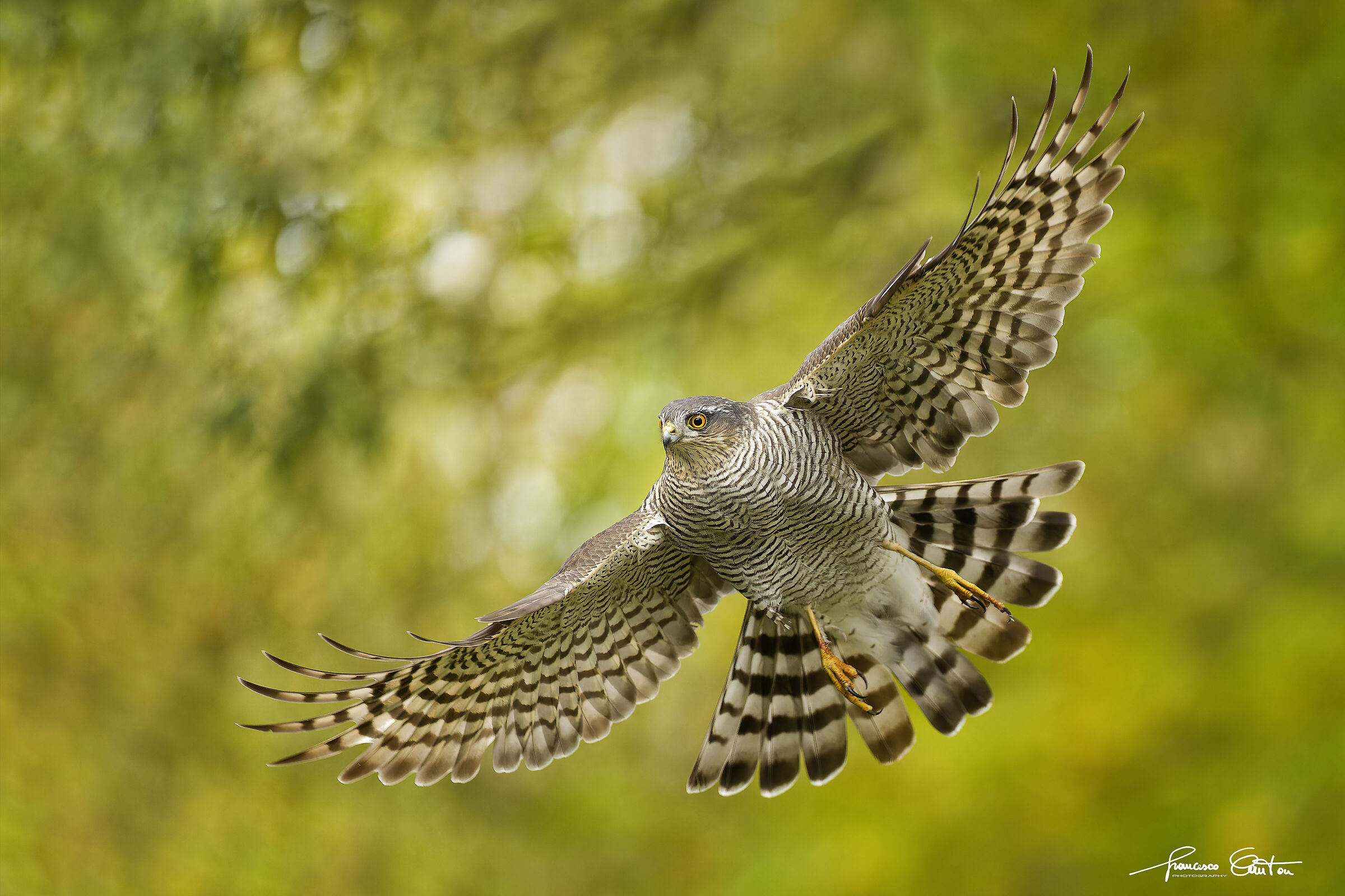 Sparrowhawk