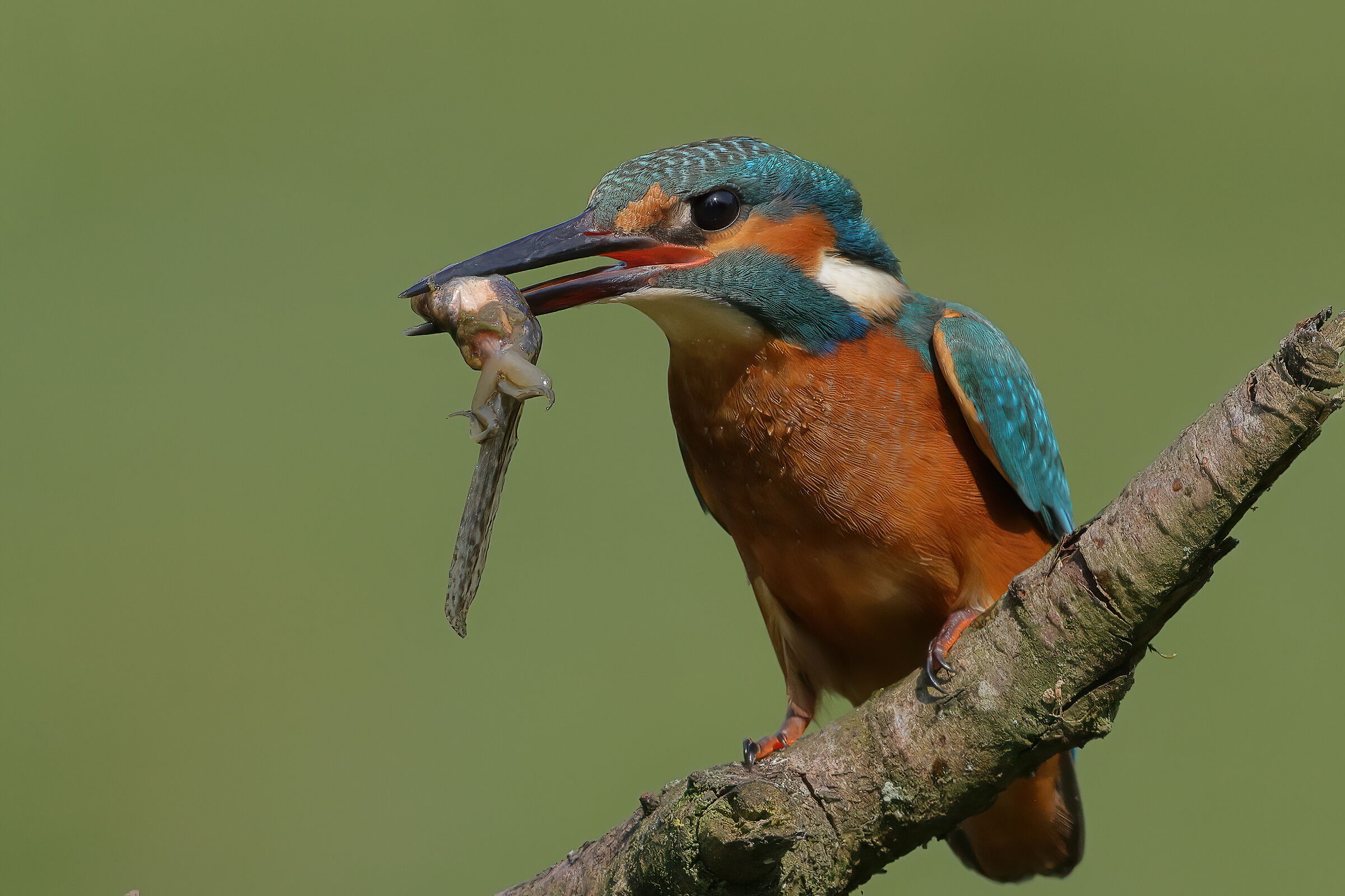 The catch of the day