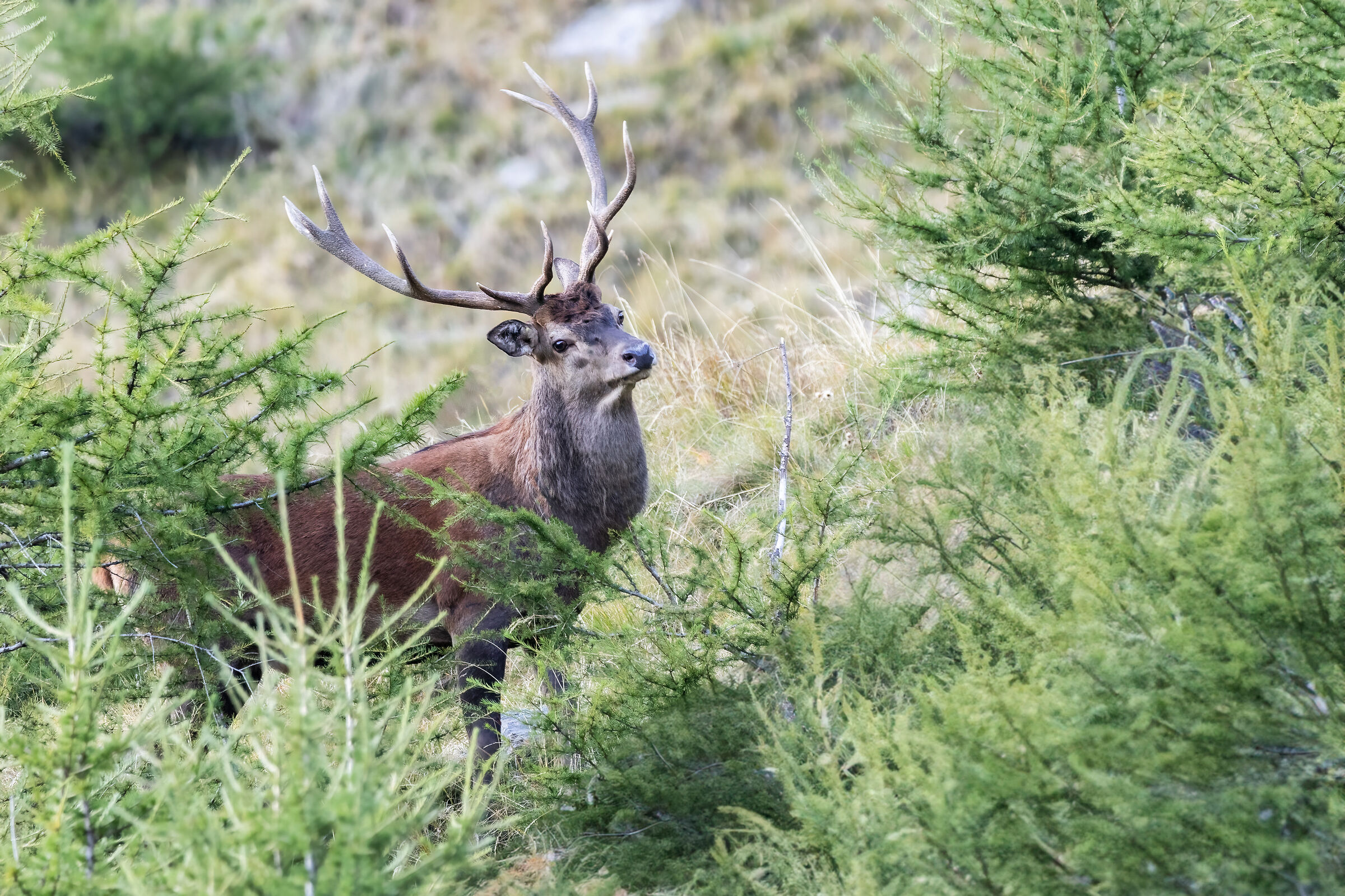 Deer