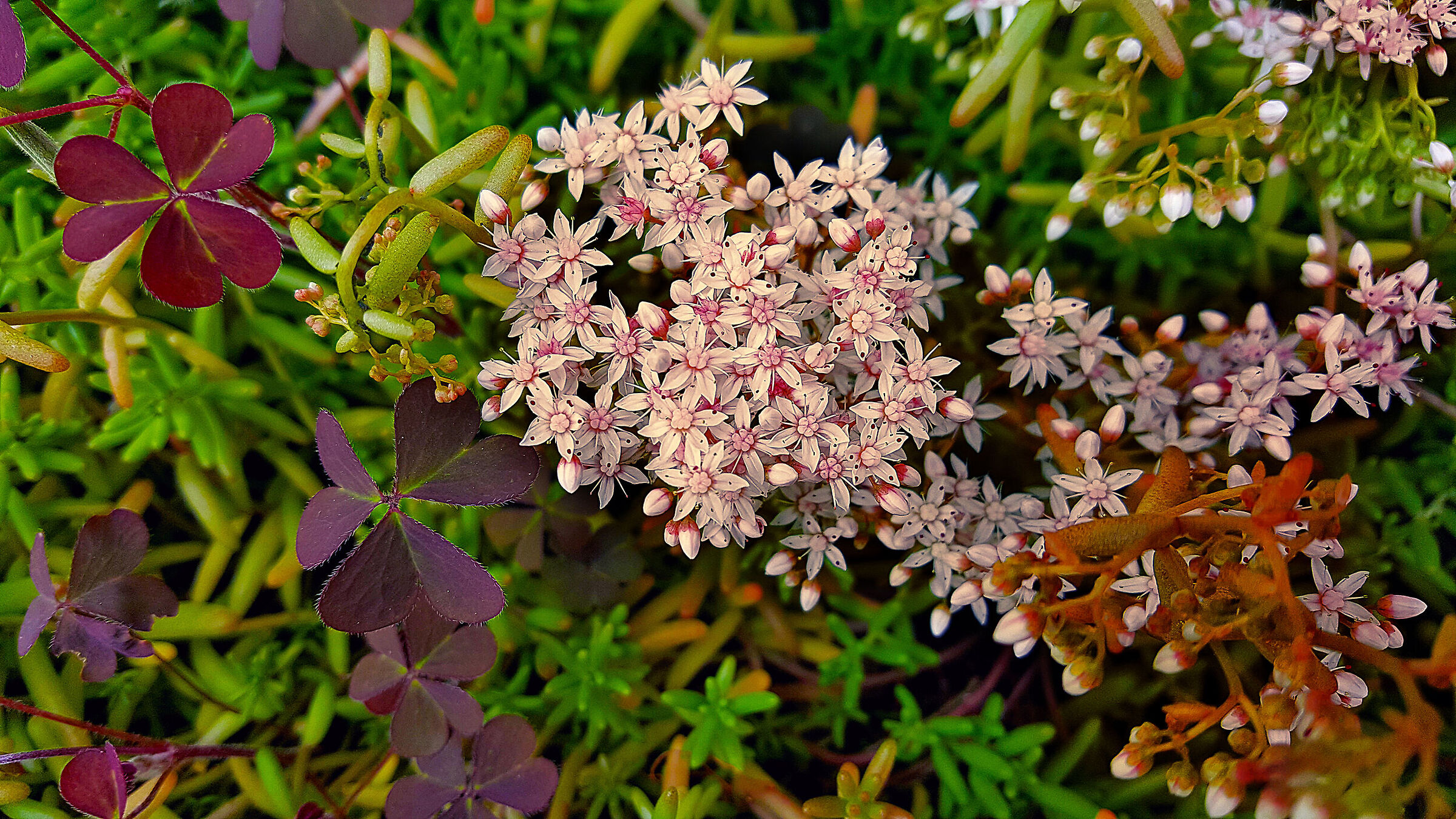 Primavera