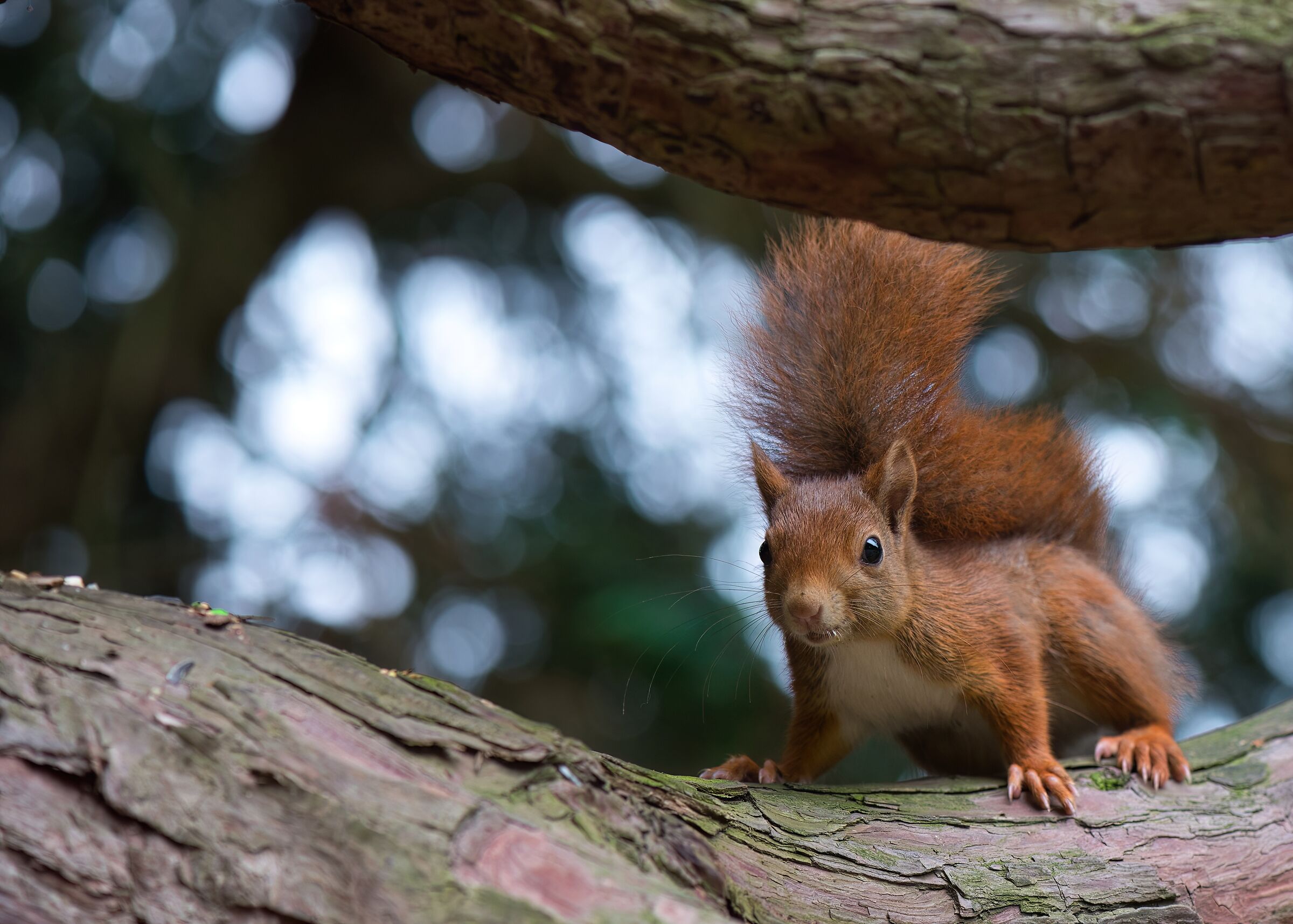Red squirrel