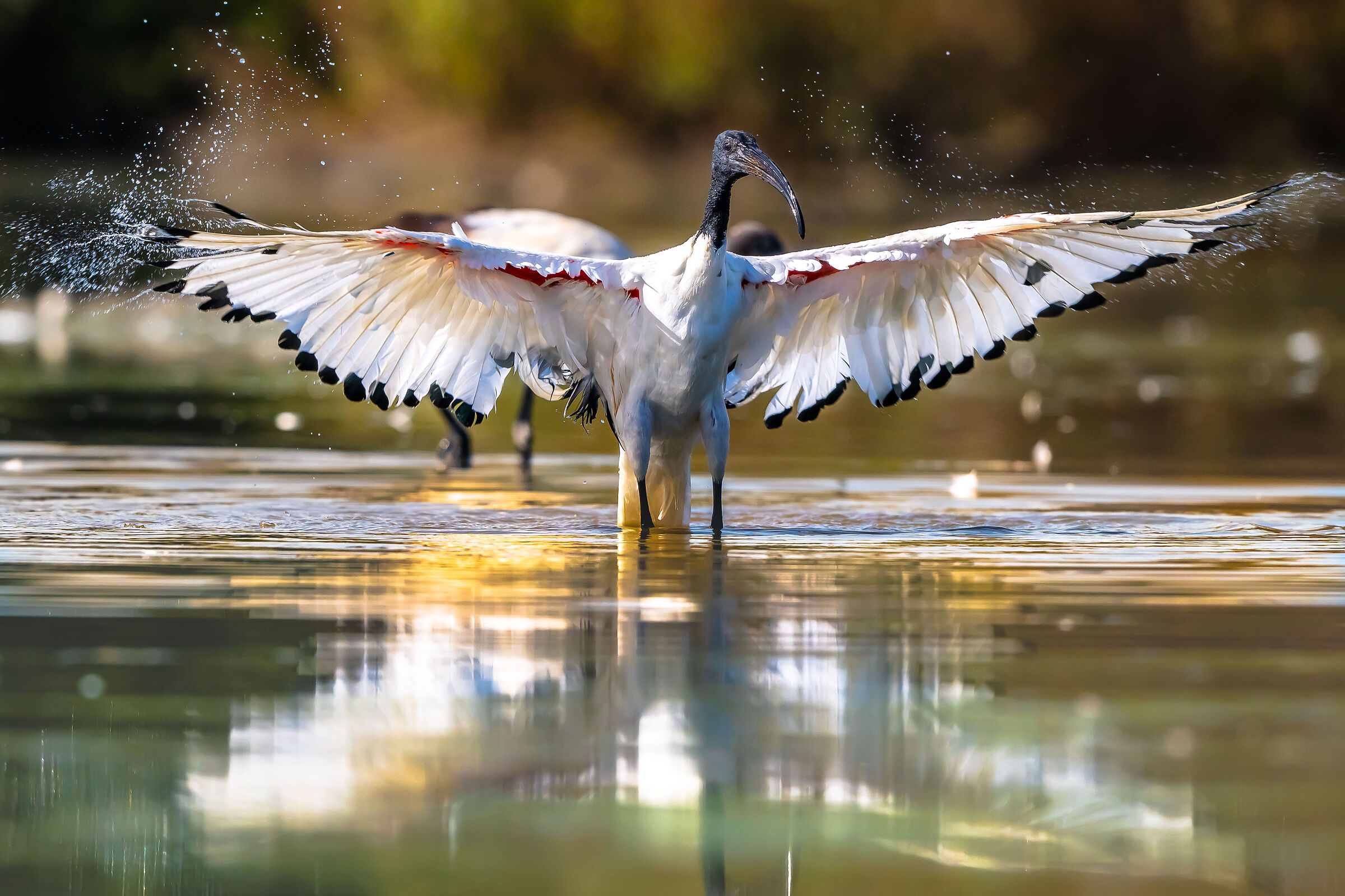 Sacred ibis