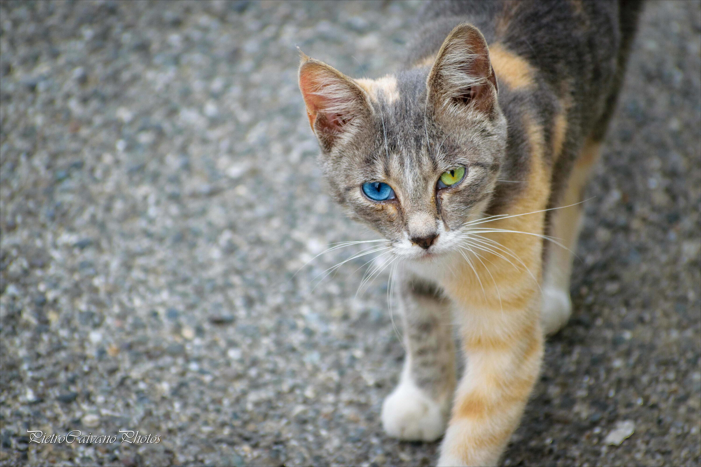 A me gli occhi micina!