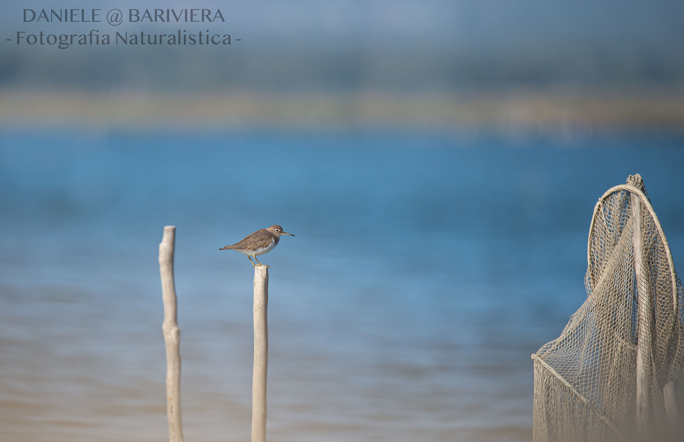 Piro piro piccolo ambientato