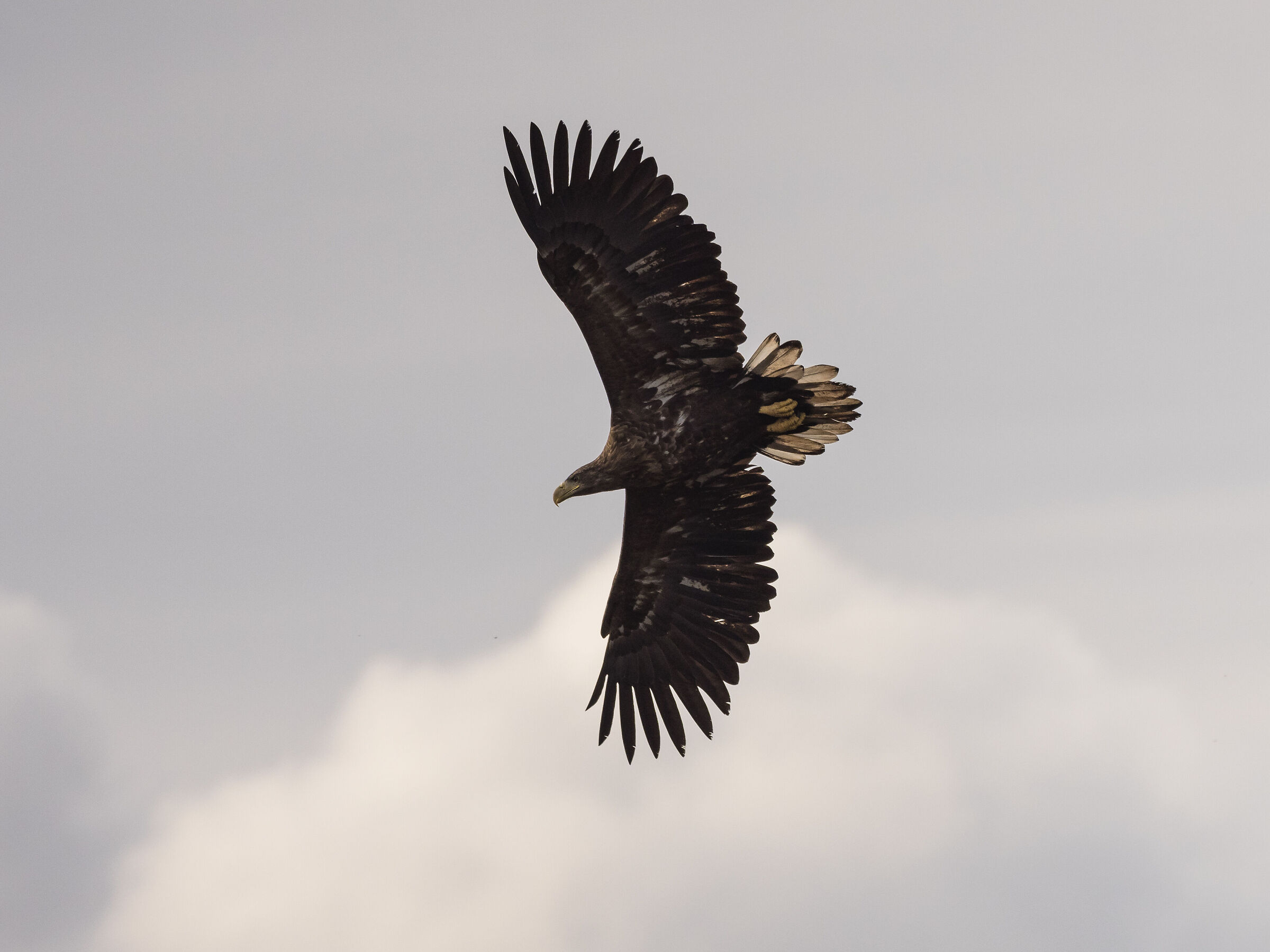 Aquila di mare coda bianca