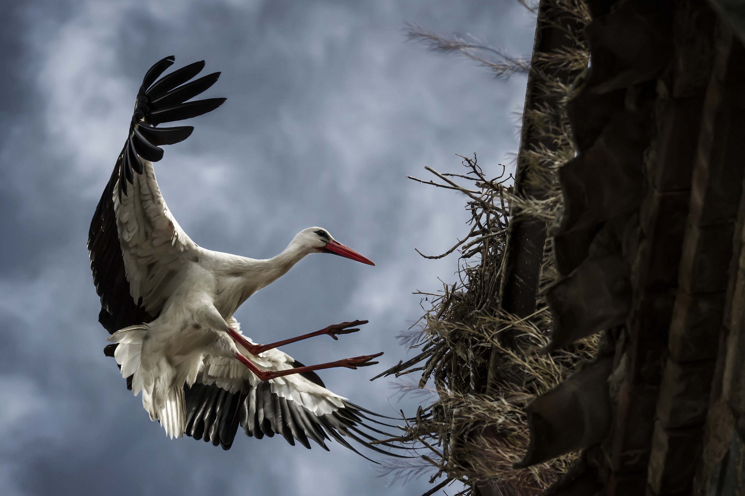Stork landing