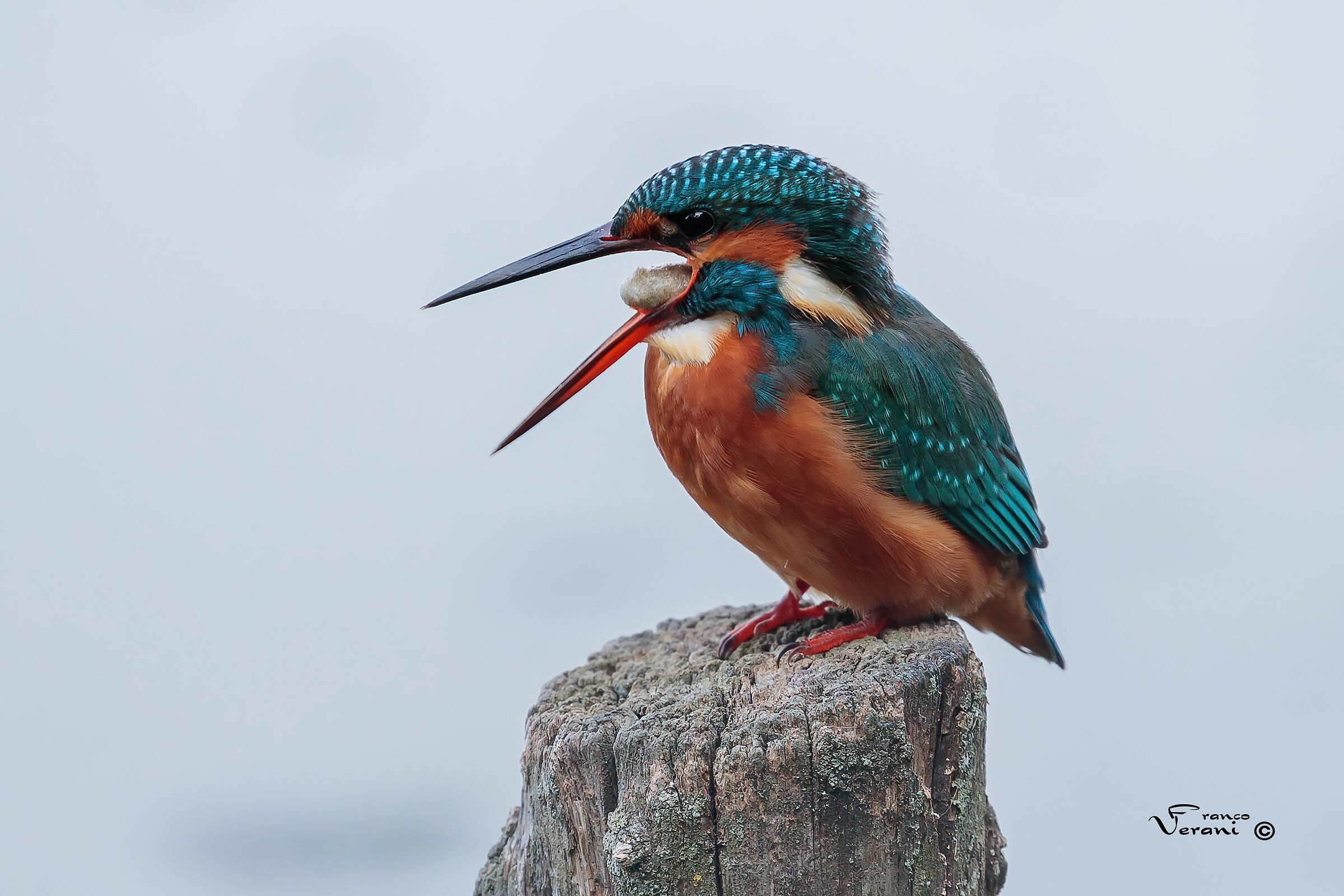 Kingfisher