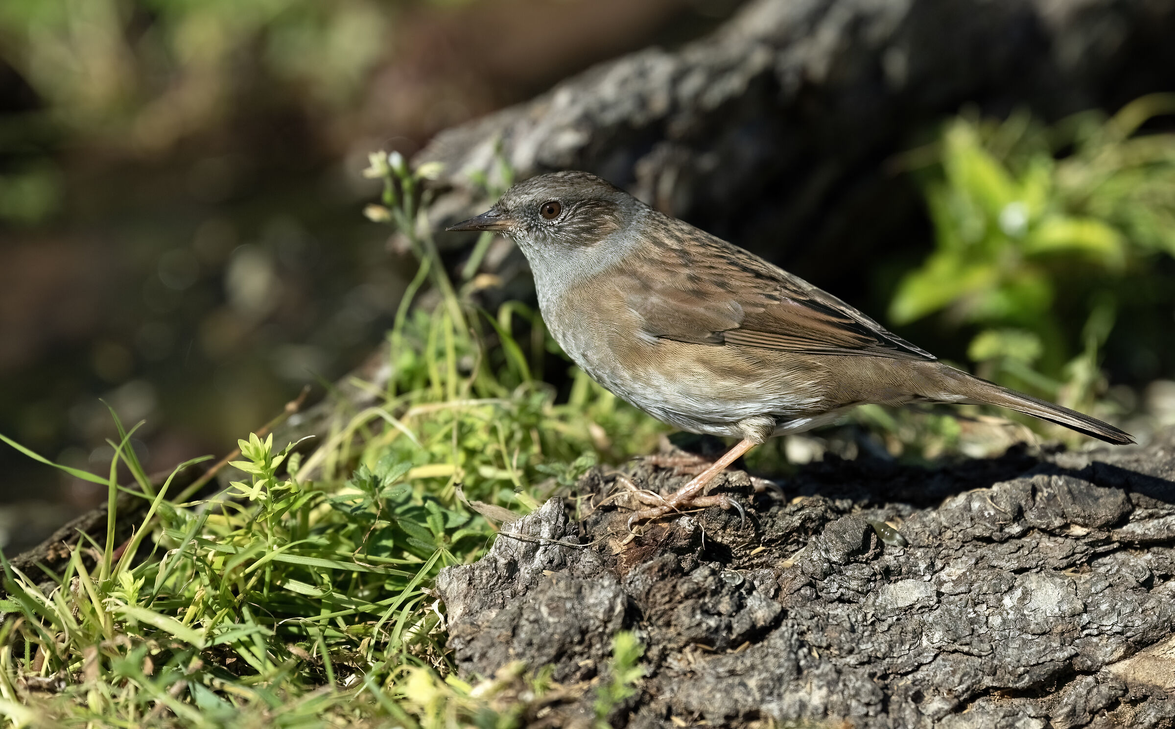 Dunnock