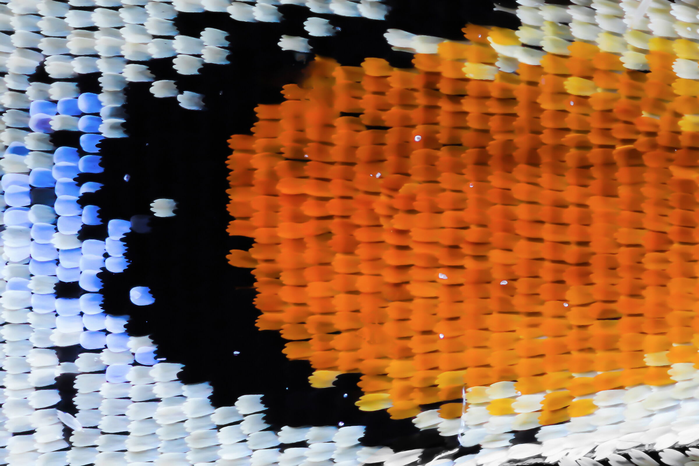 Swallowtail scales with Canon MP-E 65mm