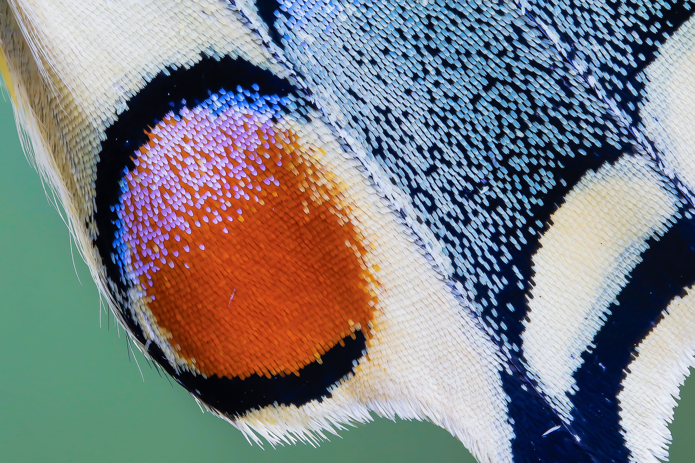 Swallowtail scales with Laowa 2x 100mm