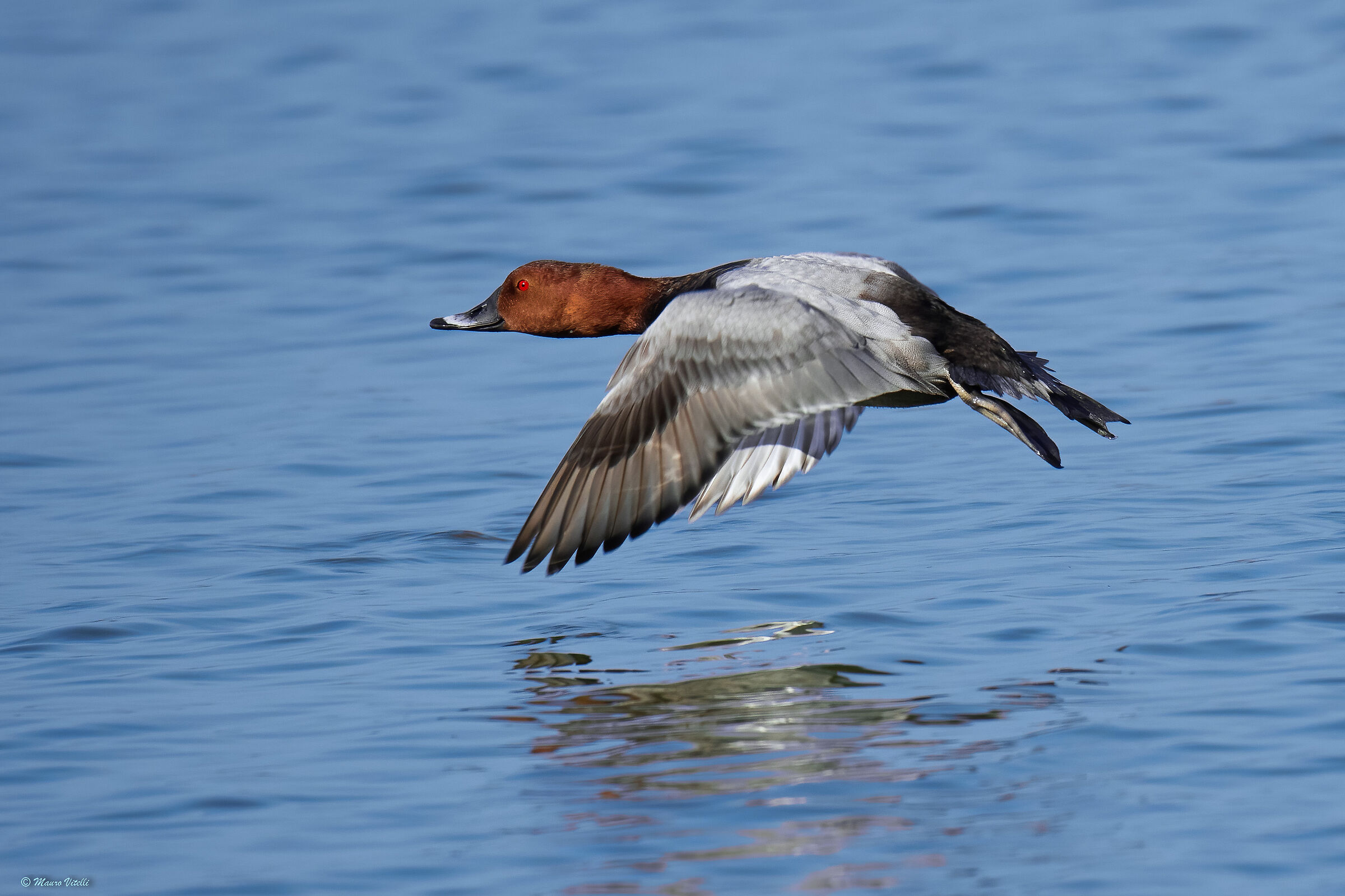 Pochard, (Aythya ferina)