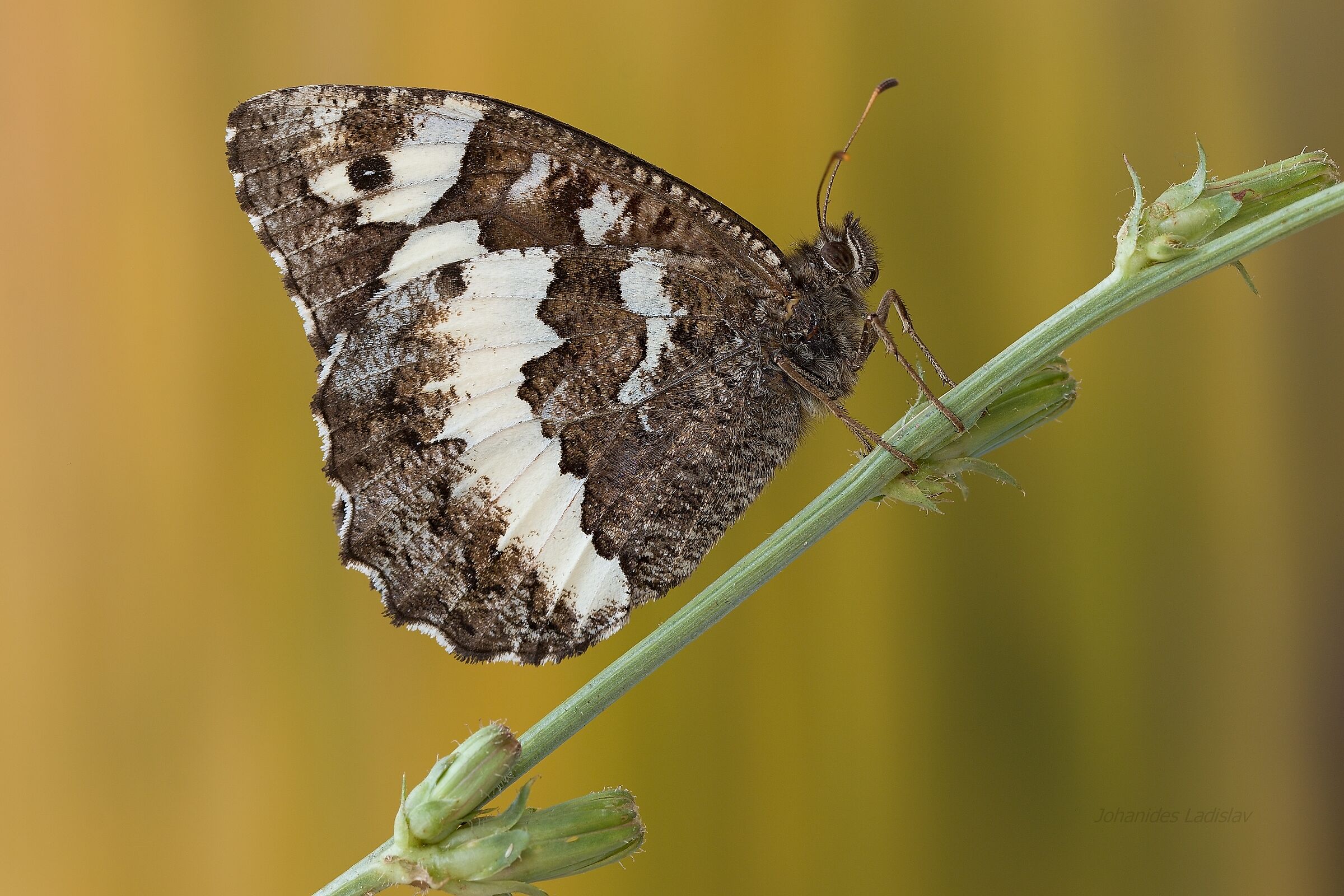 Brintesia circe