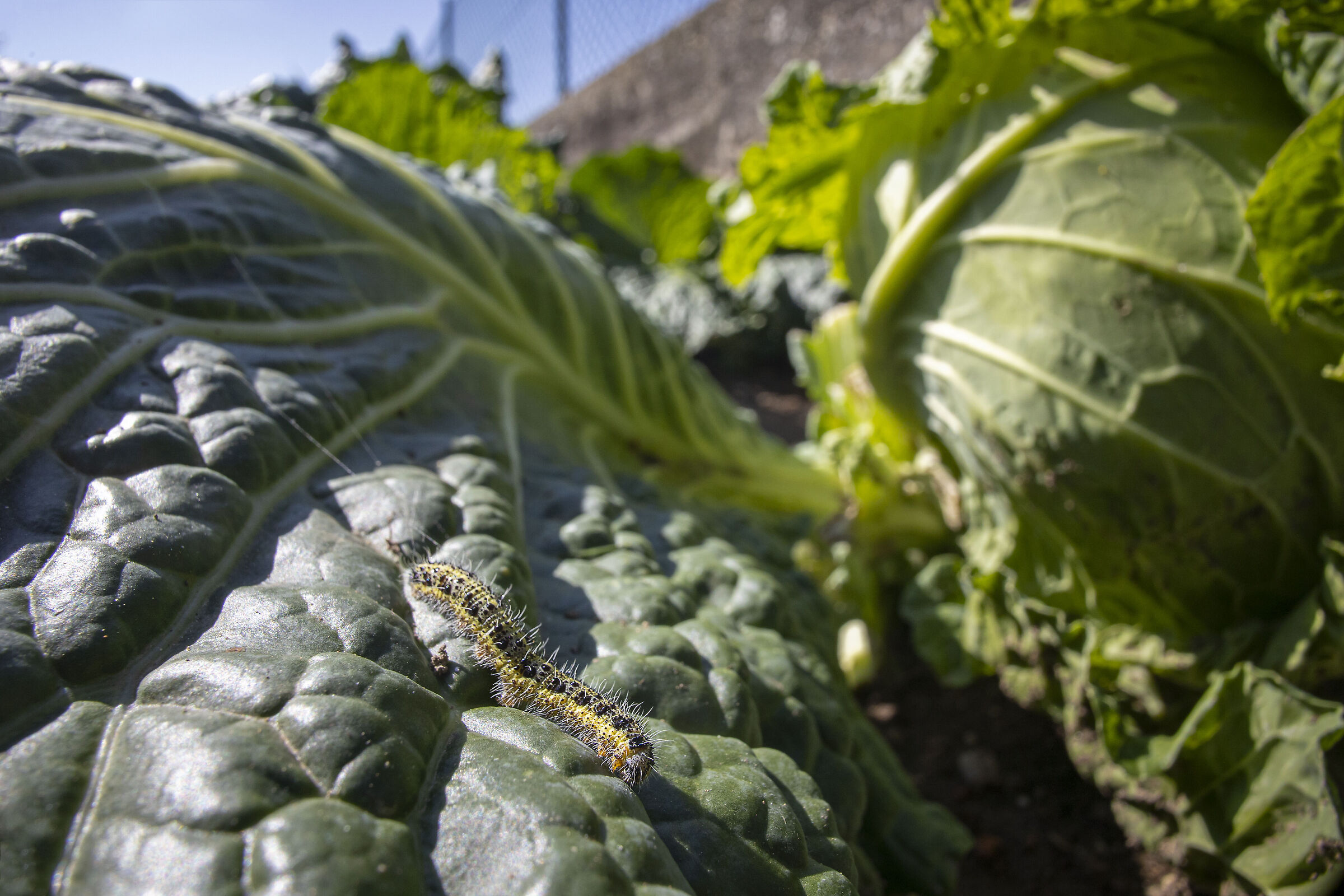 The cabbage eater