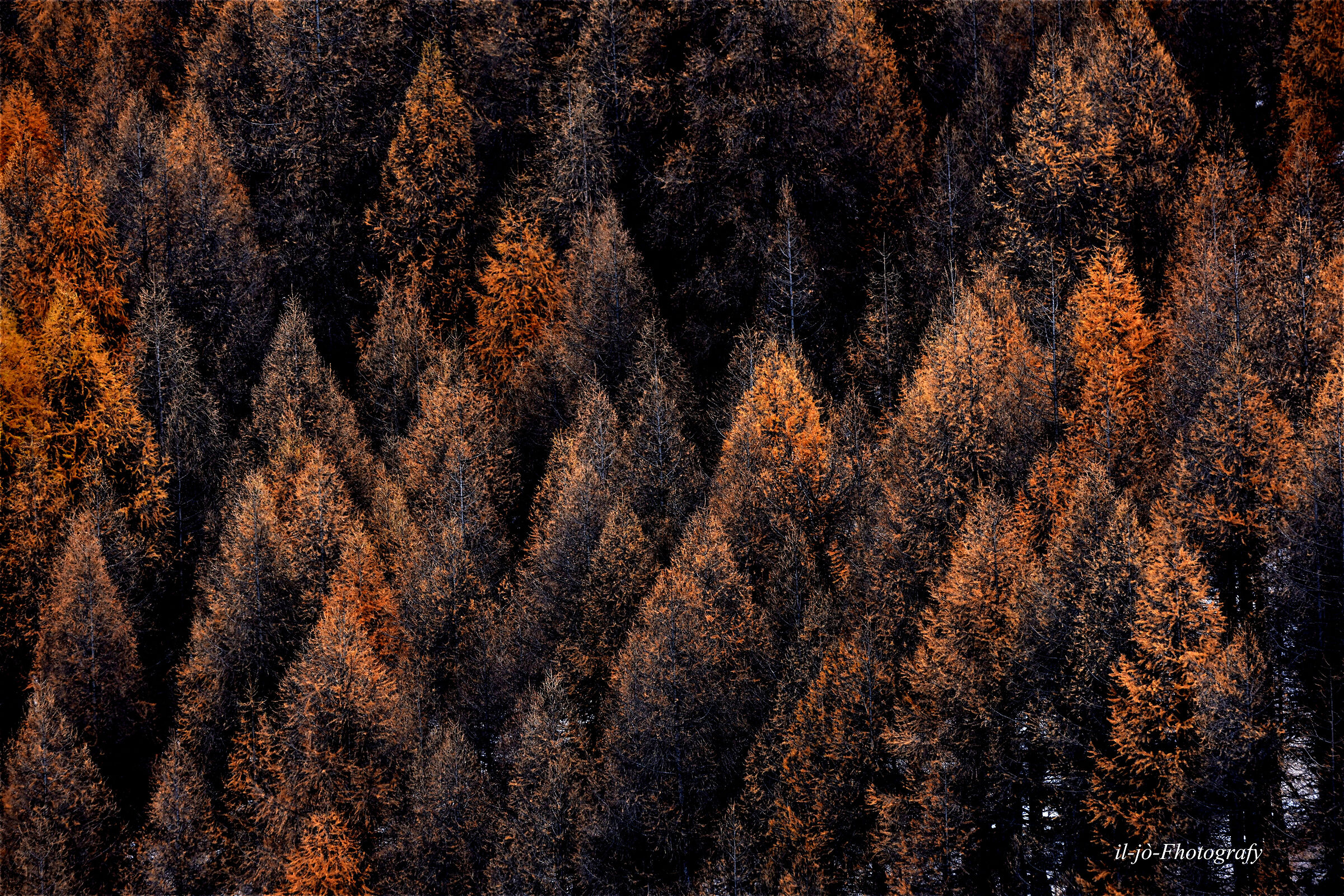 Untitled Photo