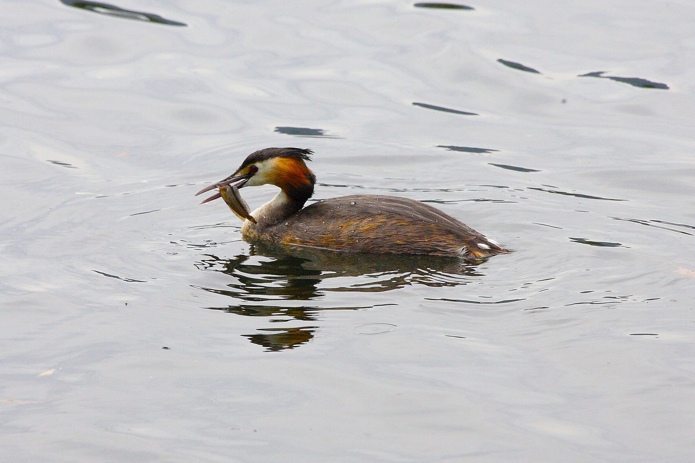 Svasso 01 maggio 2023