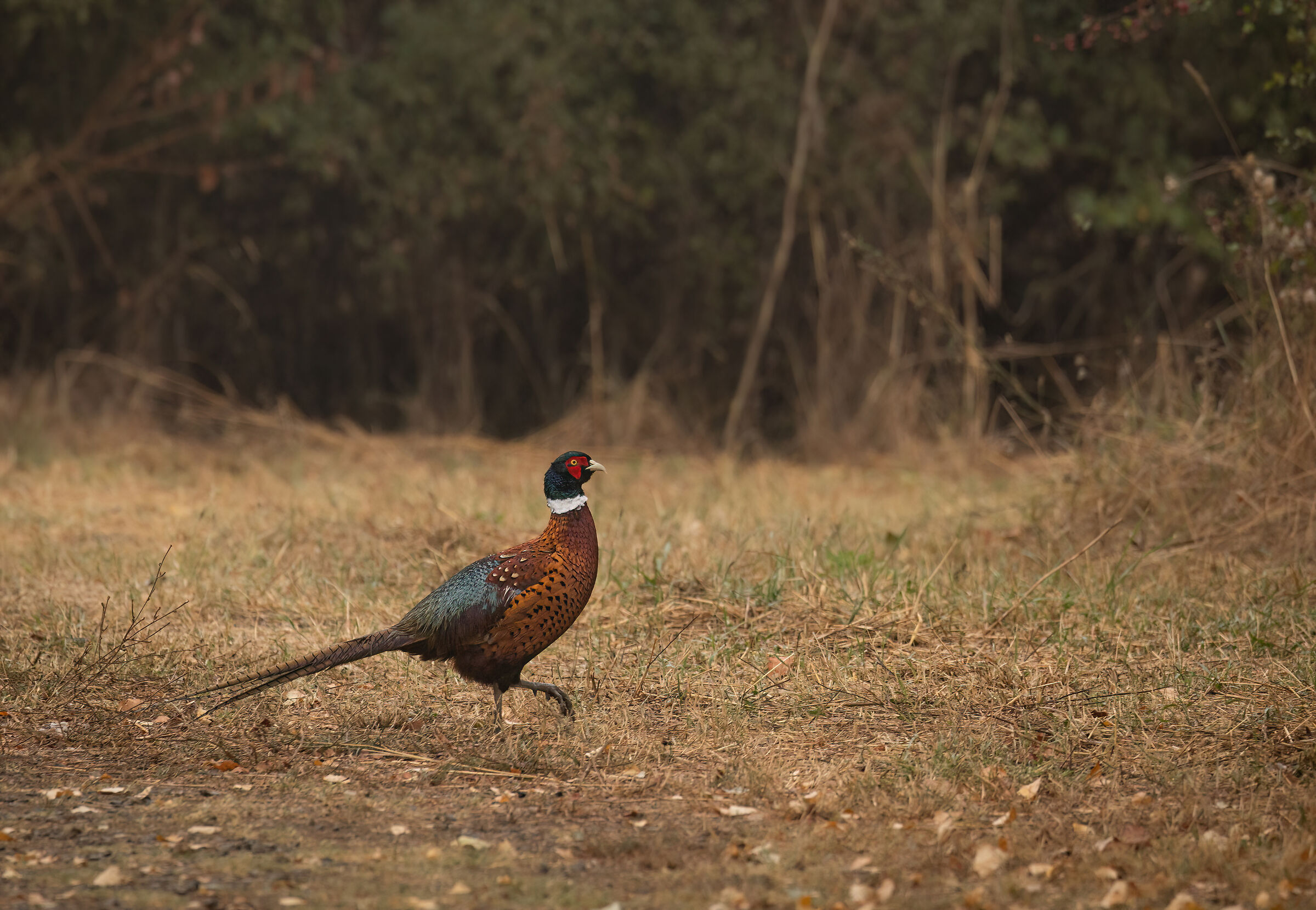 Pheasant set