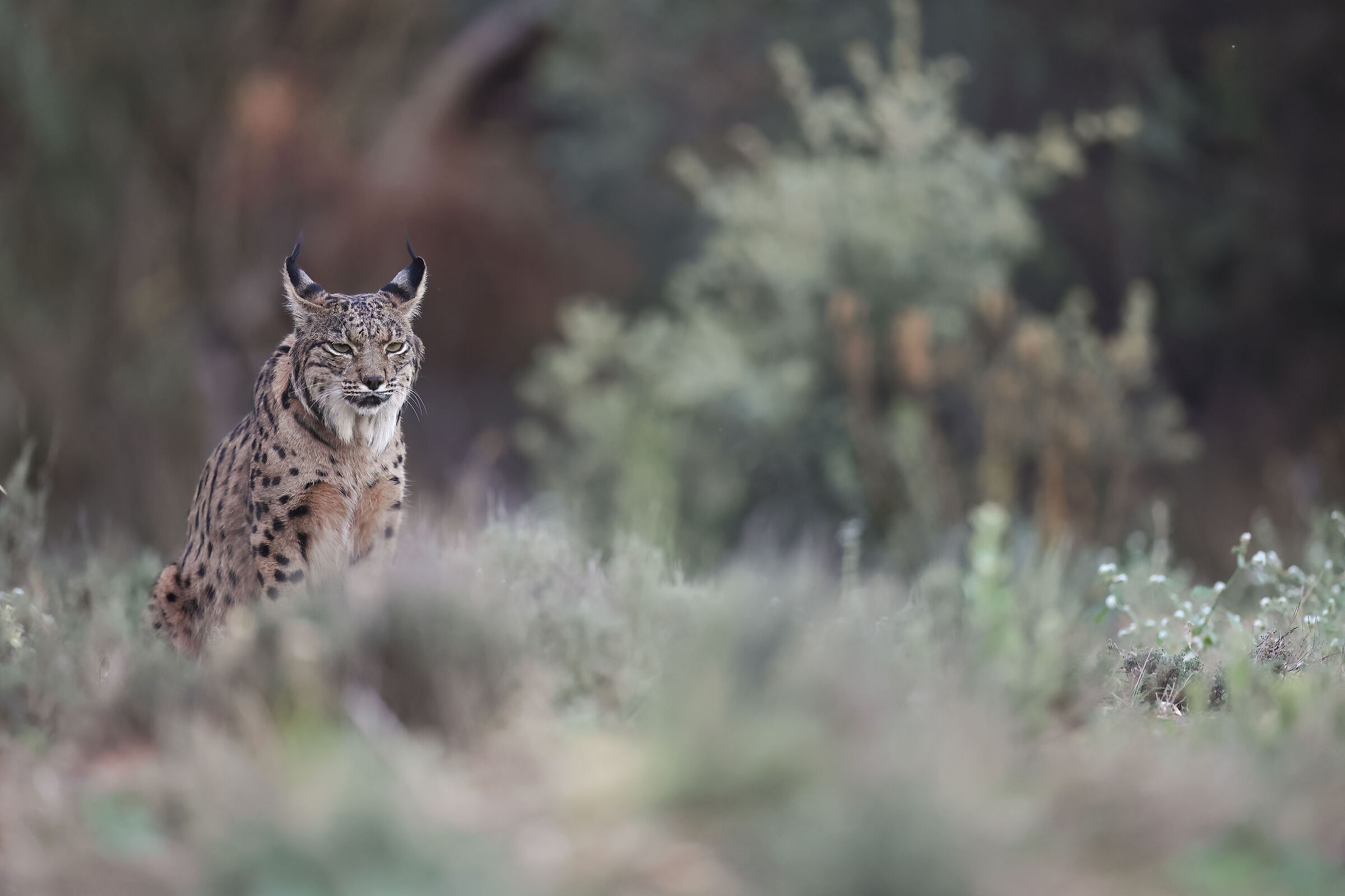Lince femmina adulta