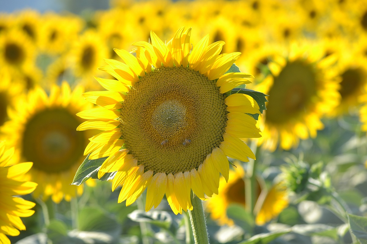 girasoli