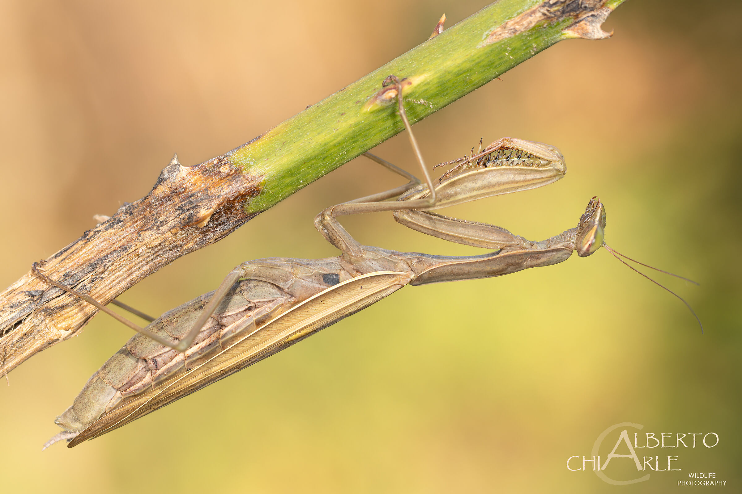 Mantis (Mantis religiosa)