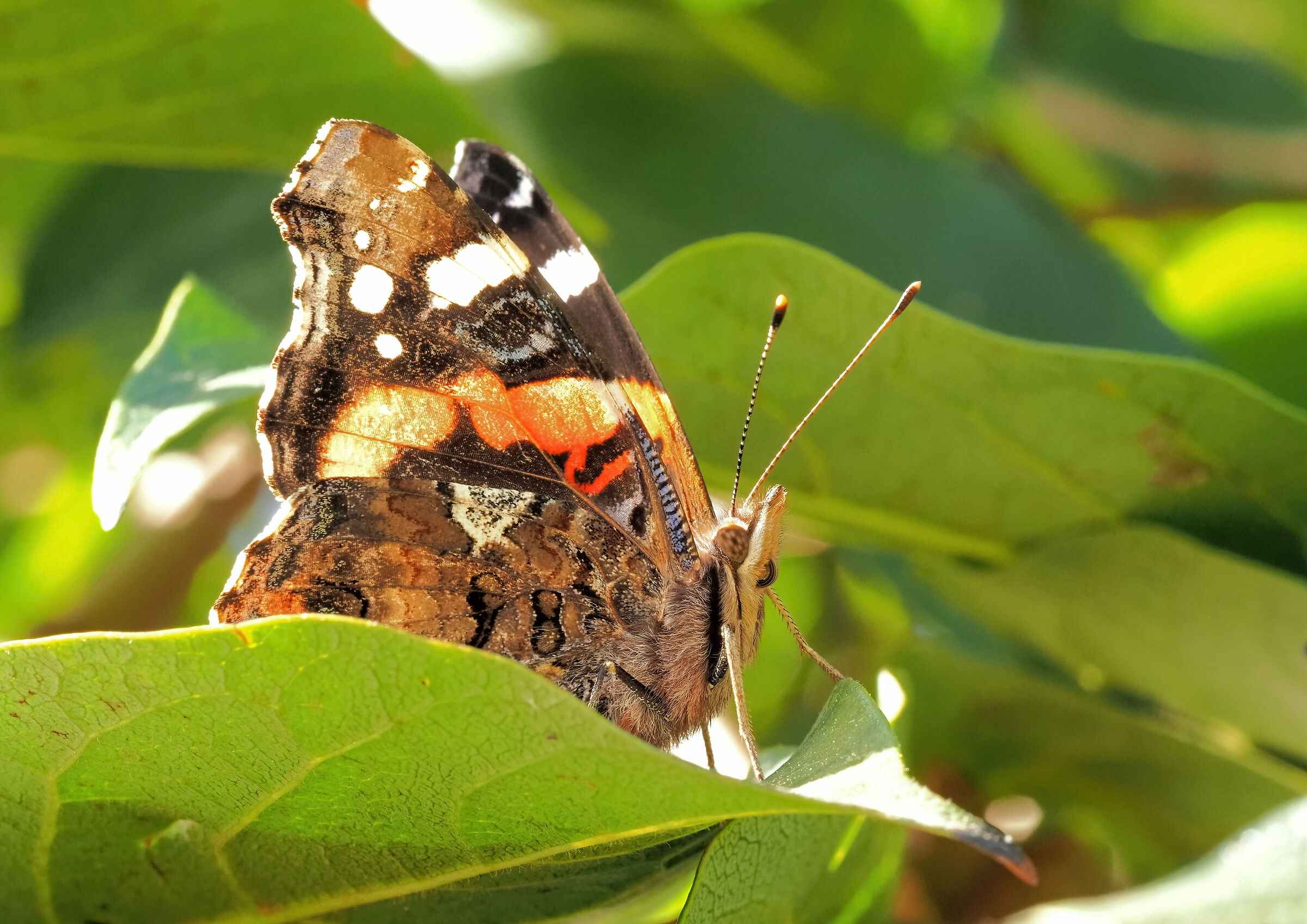 Vanessa Atalanta
