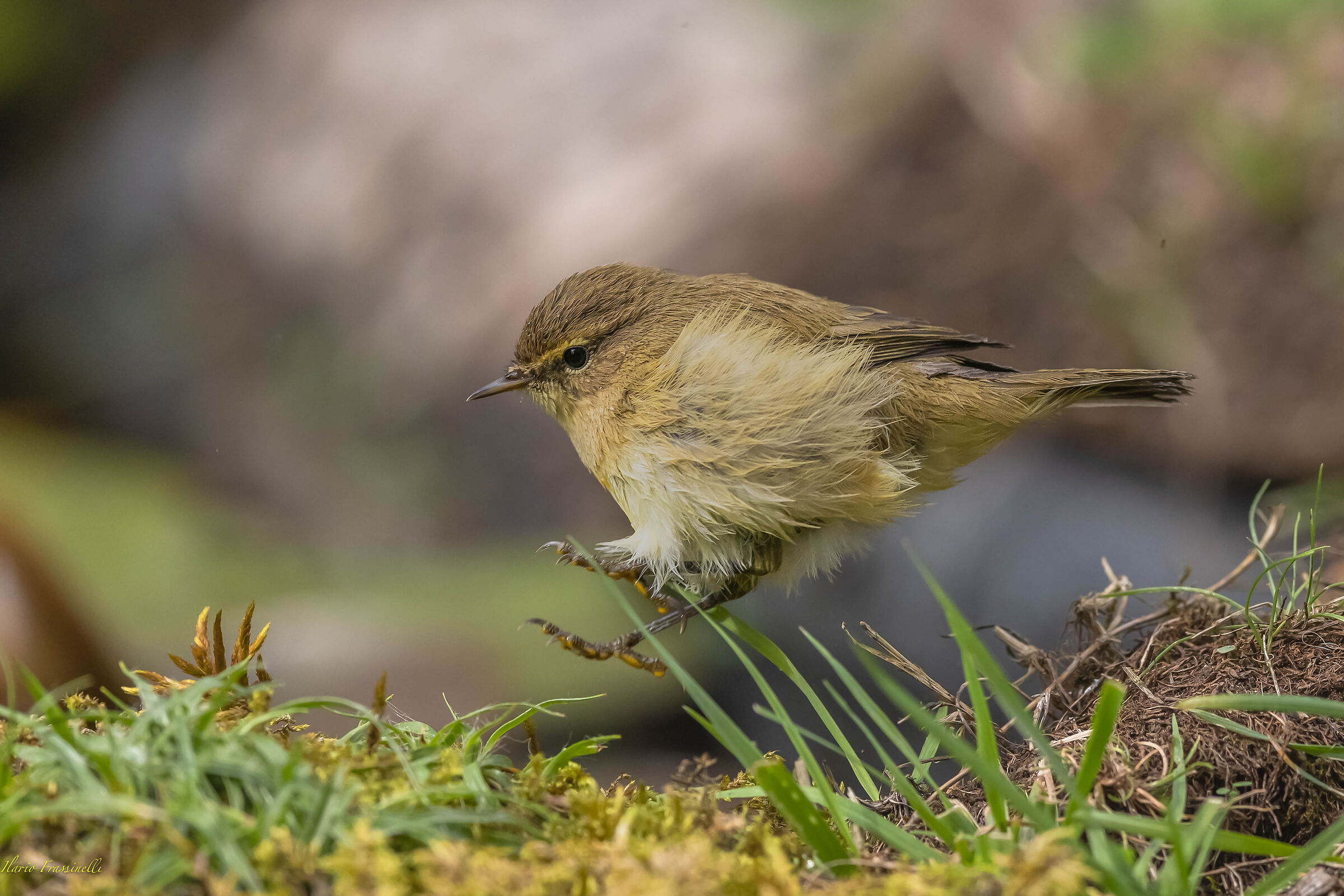 Landing of the small he'