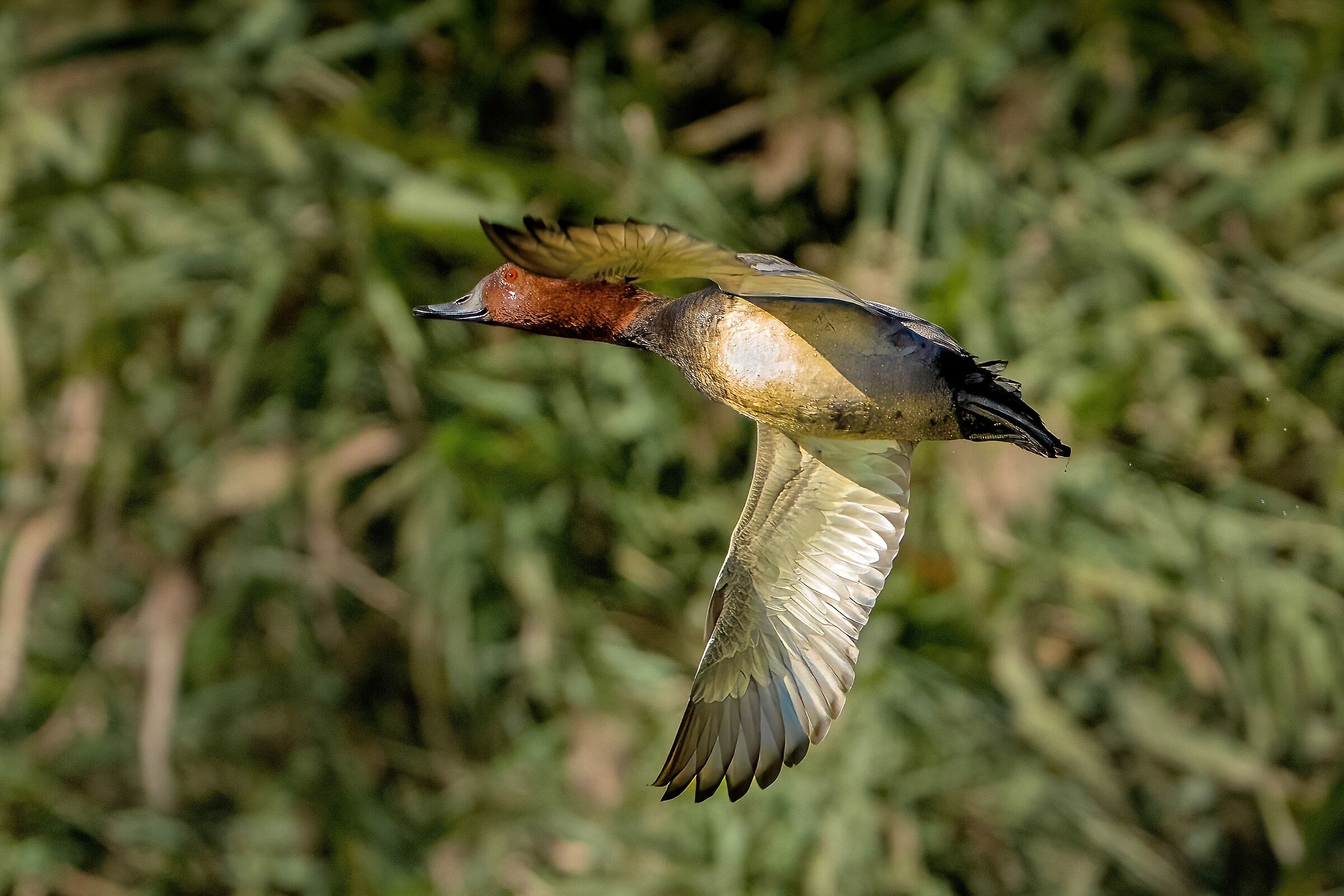 Male Pochards (Aythya ferina)