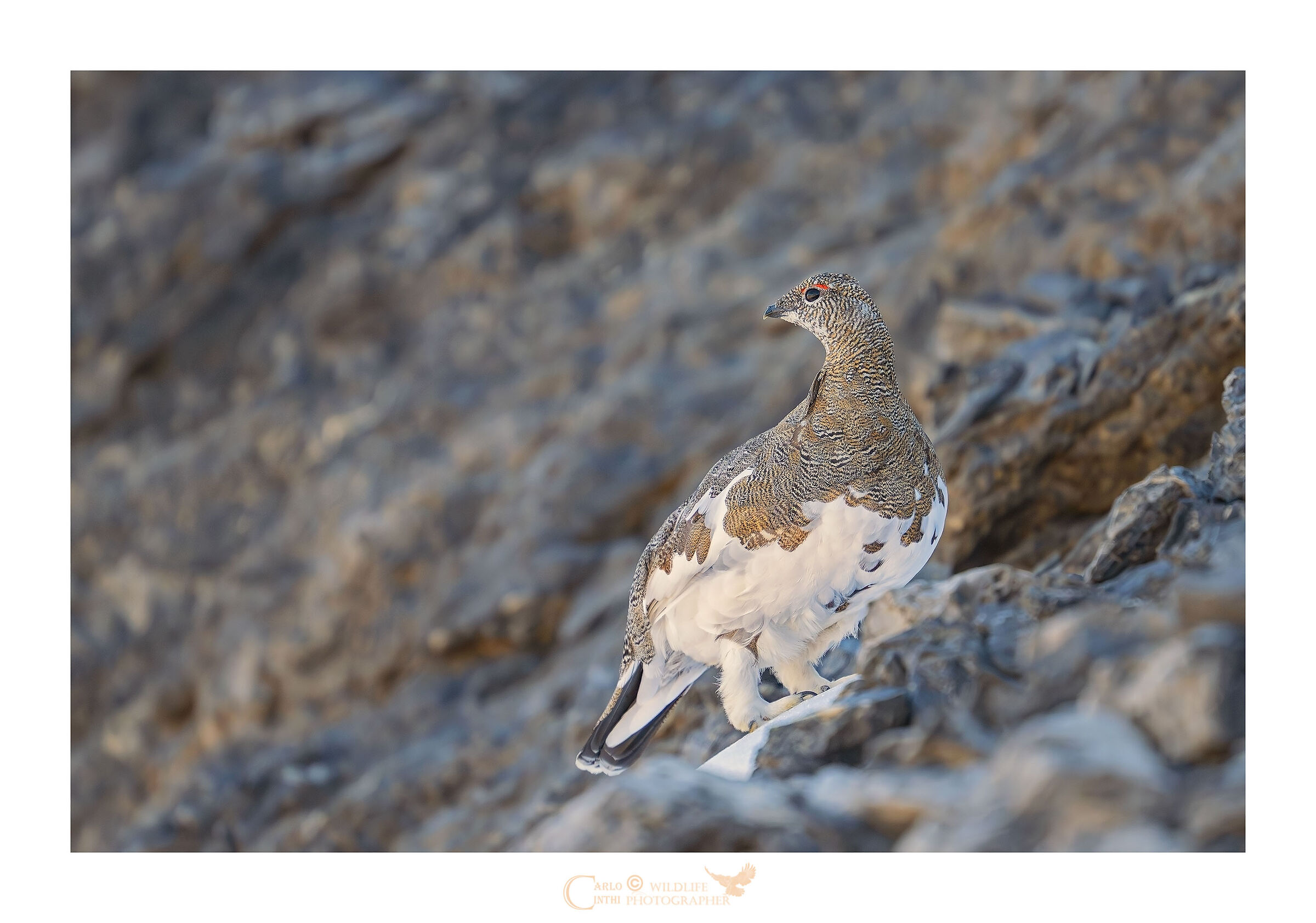 Ptarmigan