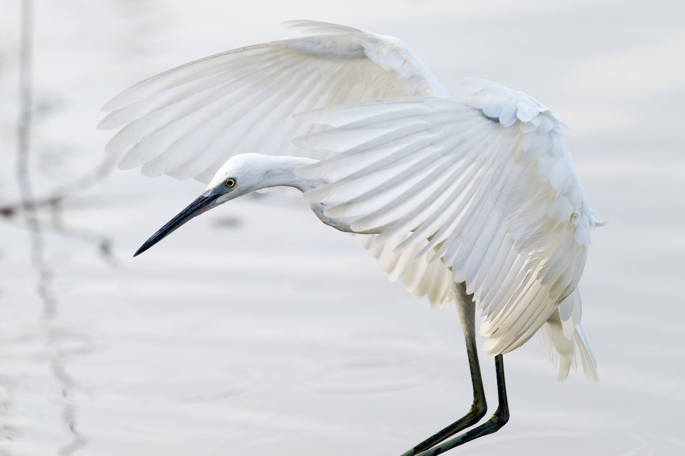 Egret