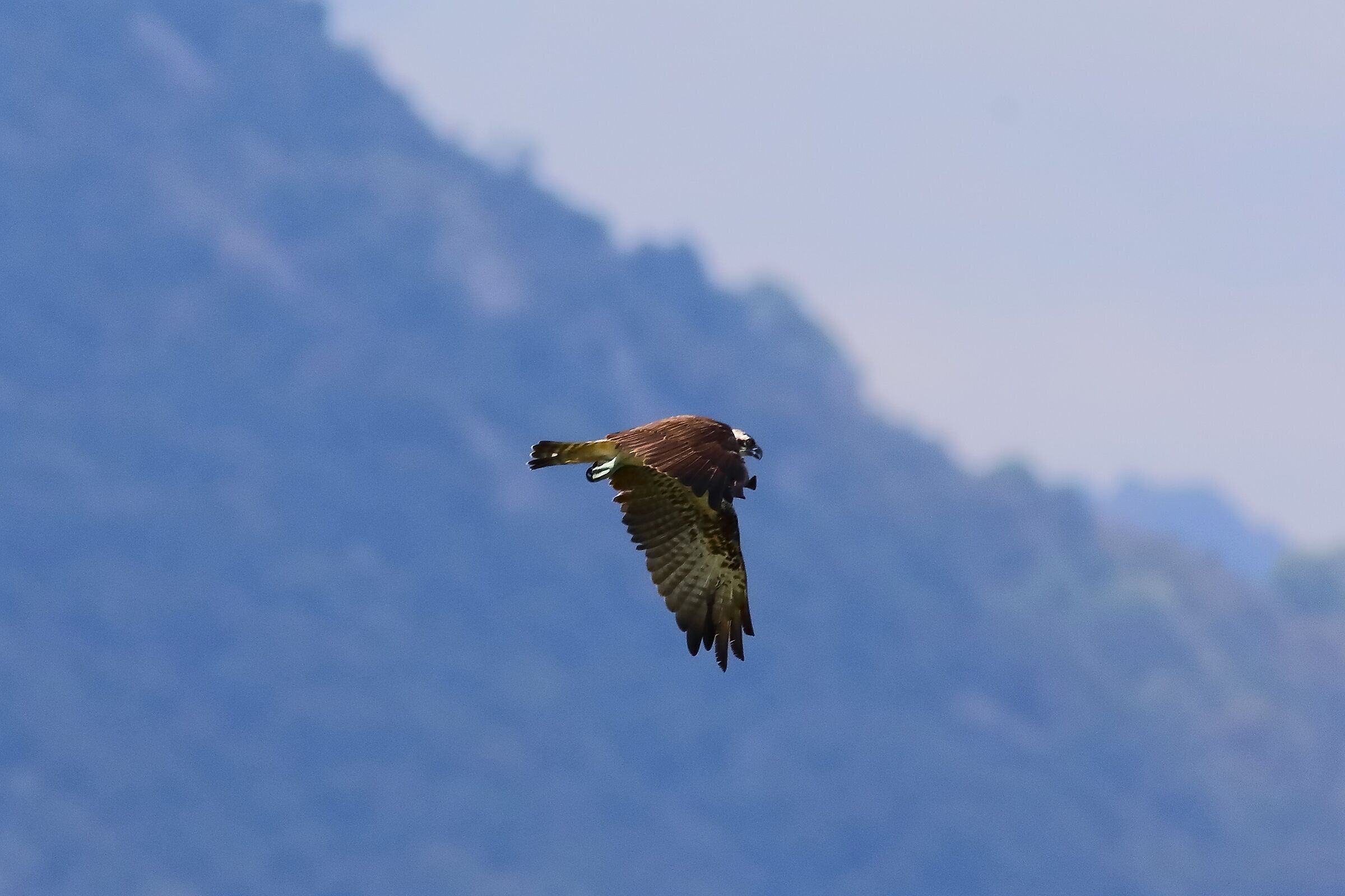 Falco pescatore 01-09-2023