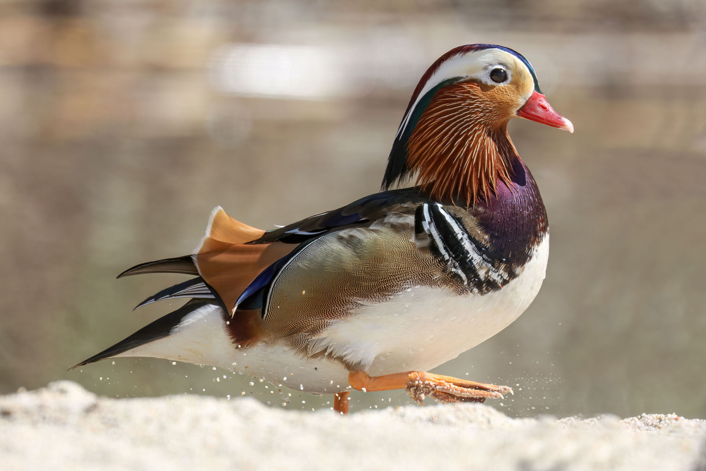 Mandarin duck