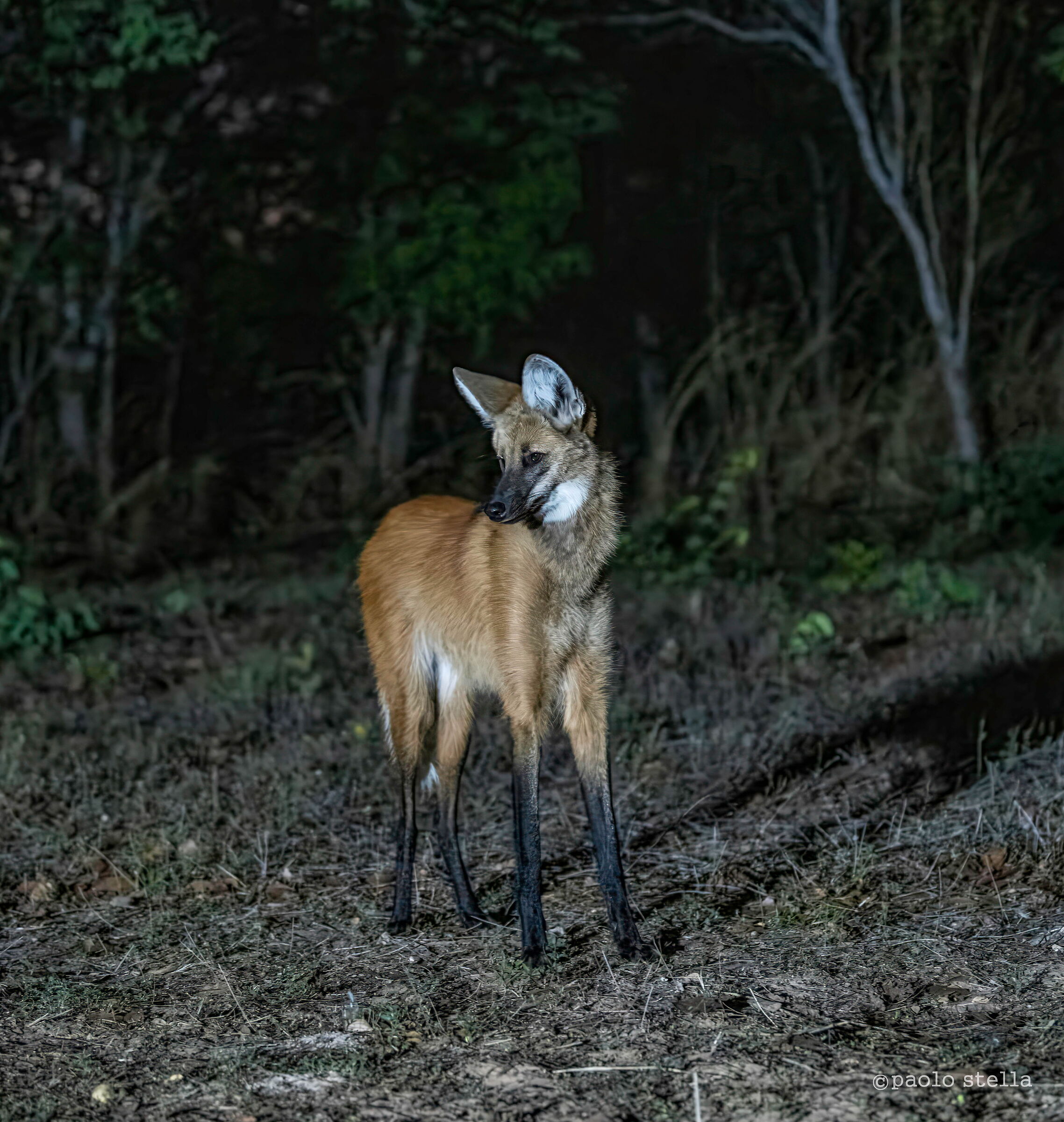 The maned wolf