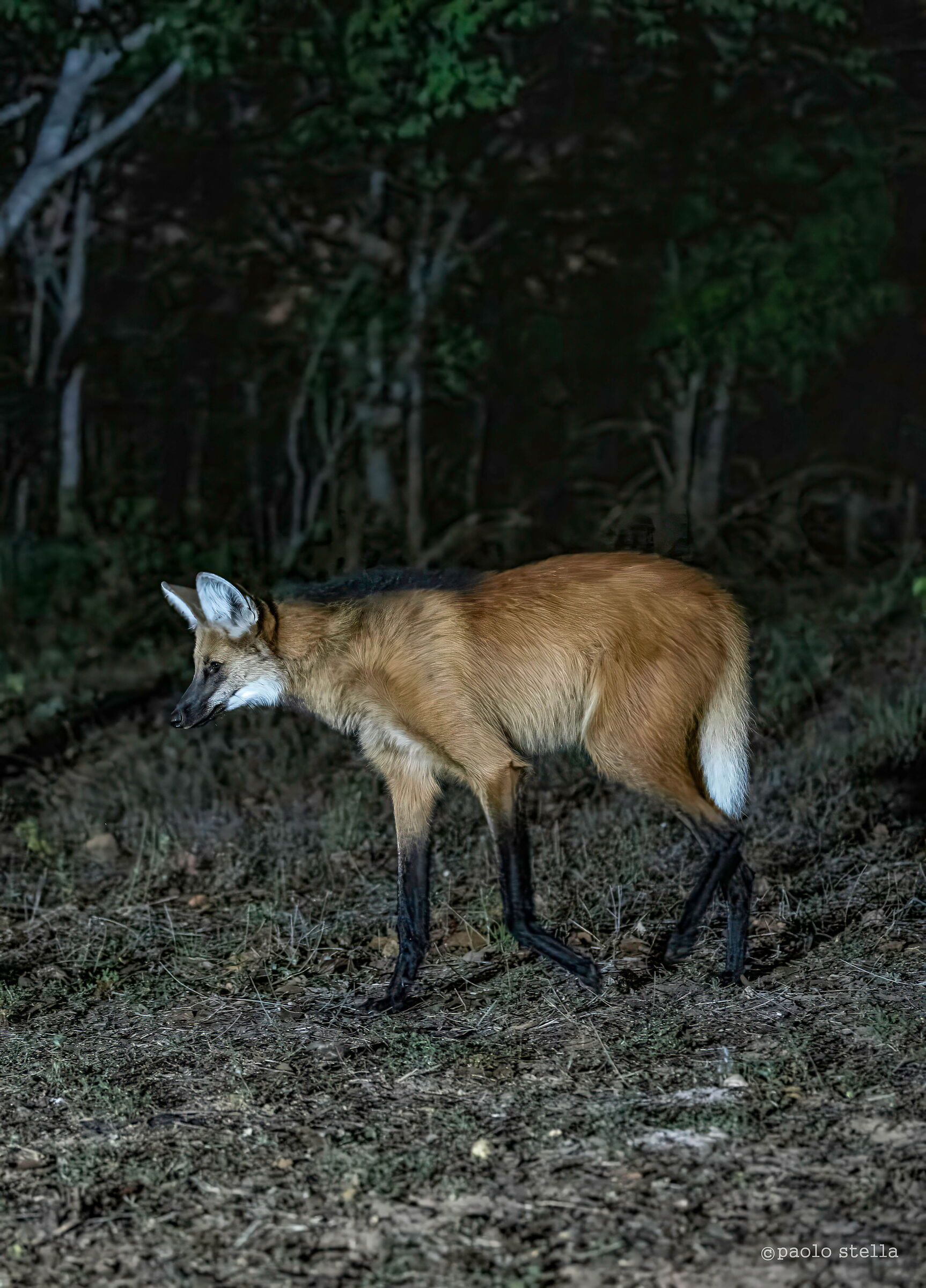 The maned wolf