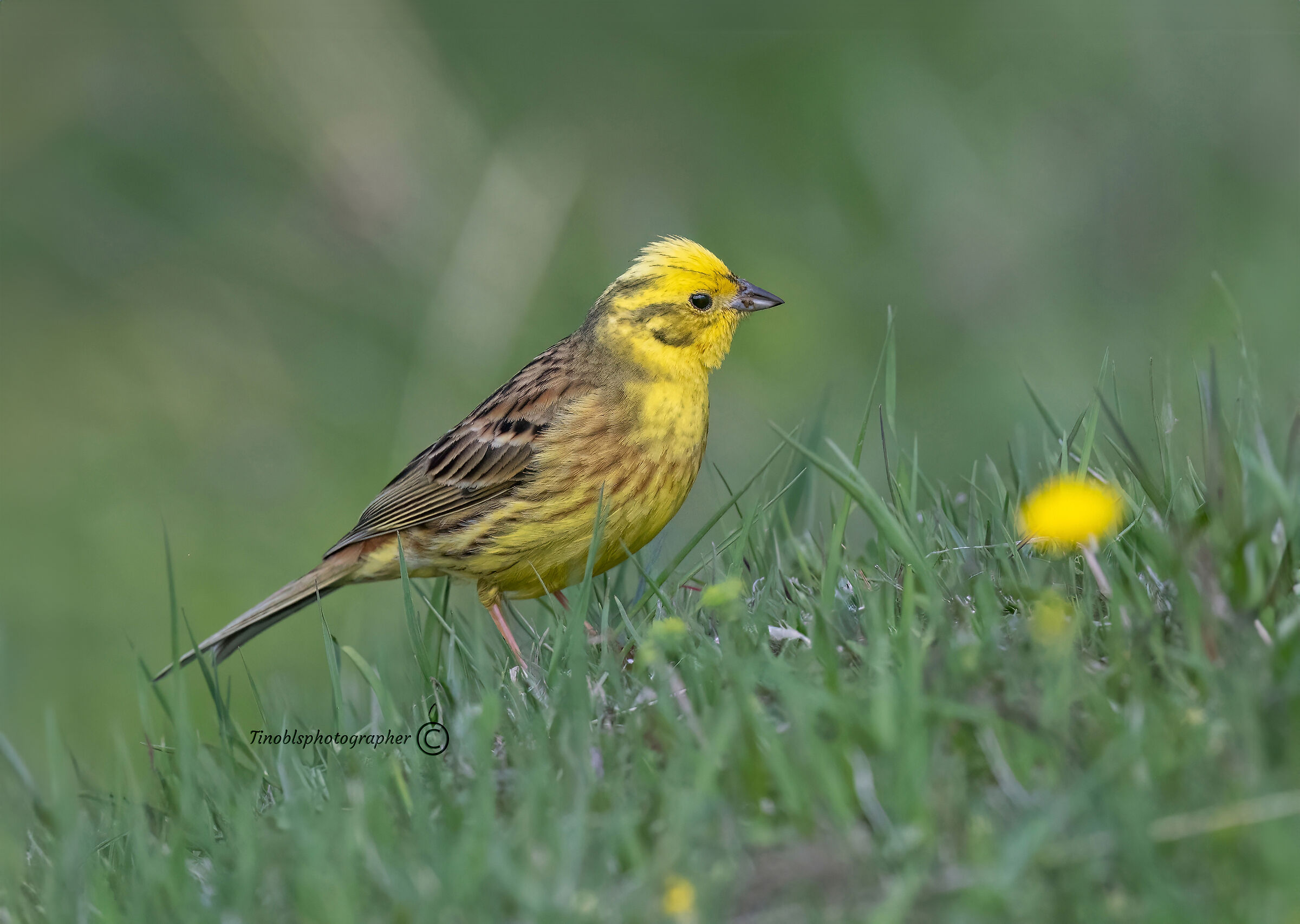 Yellow bunting (Emberiza citrinella)