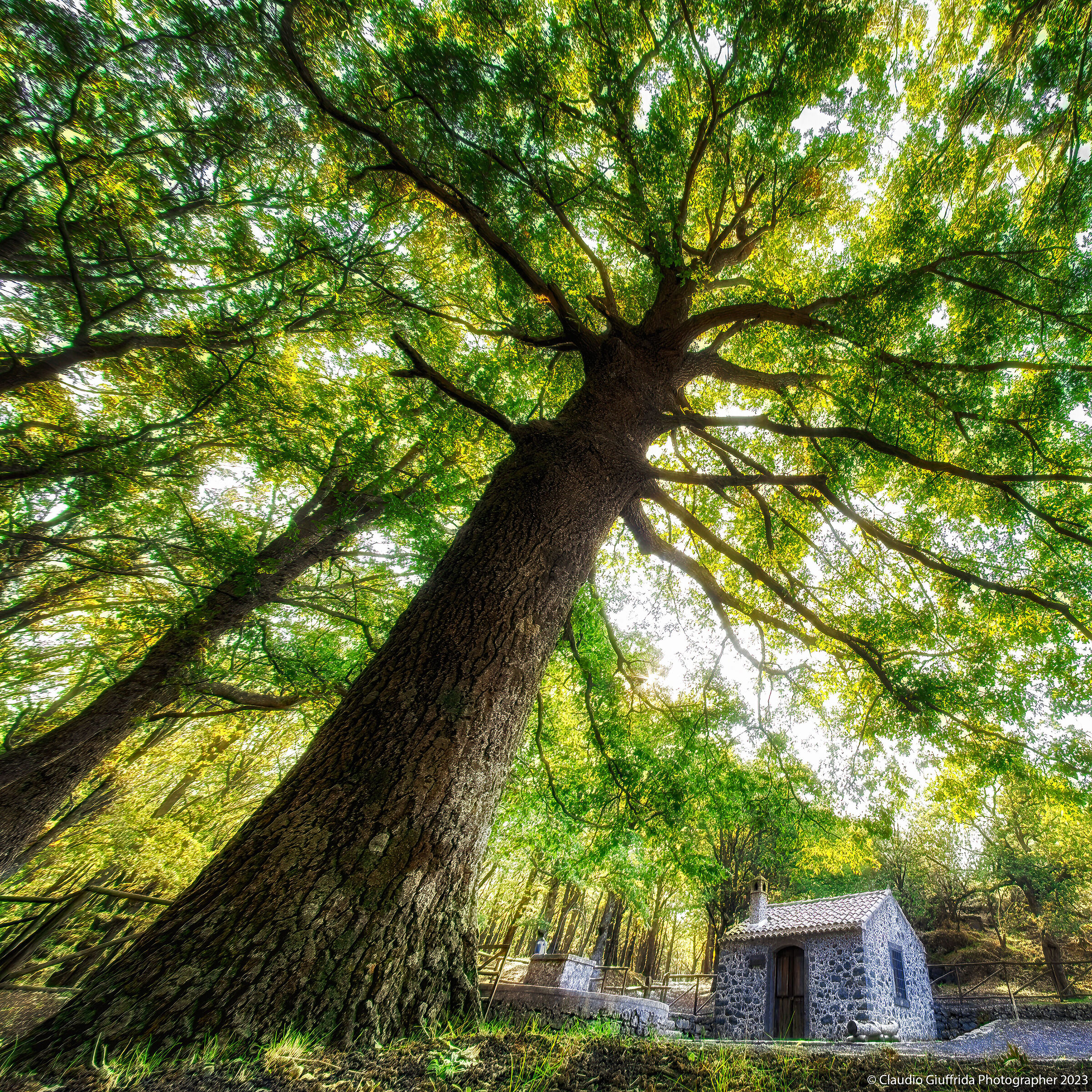 La casetta nel bosco